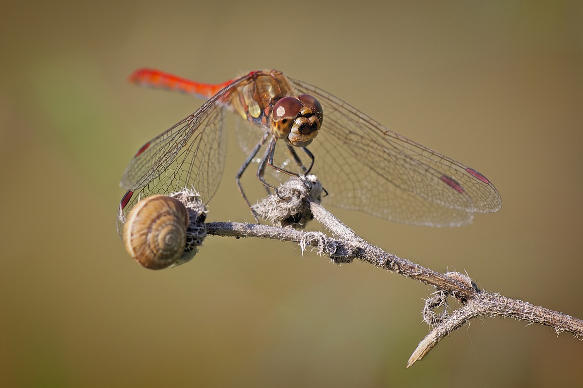 Sympetrum sanguineum