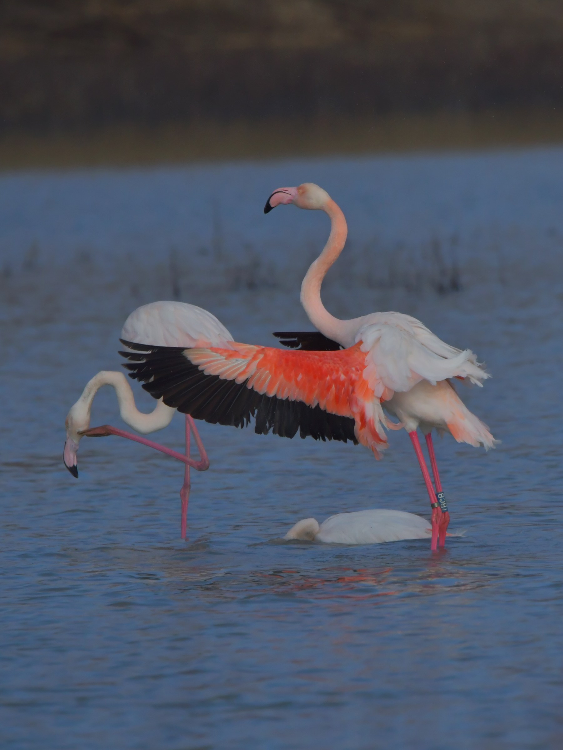 Così non ci vedano!