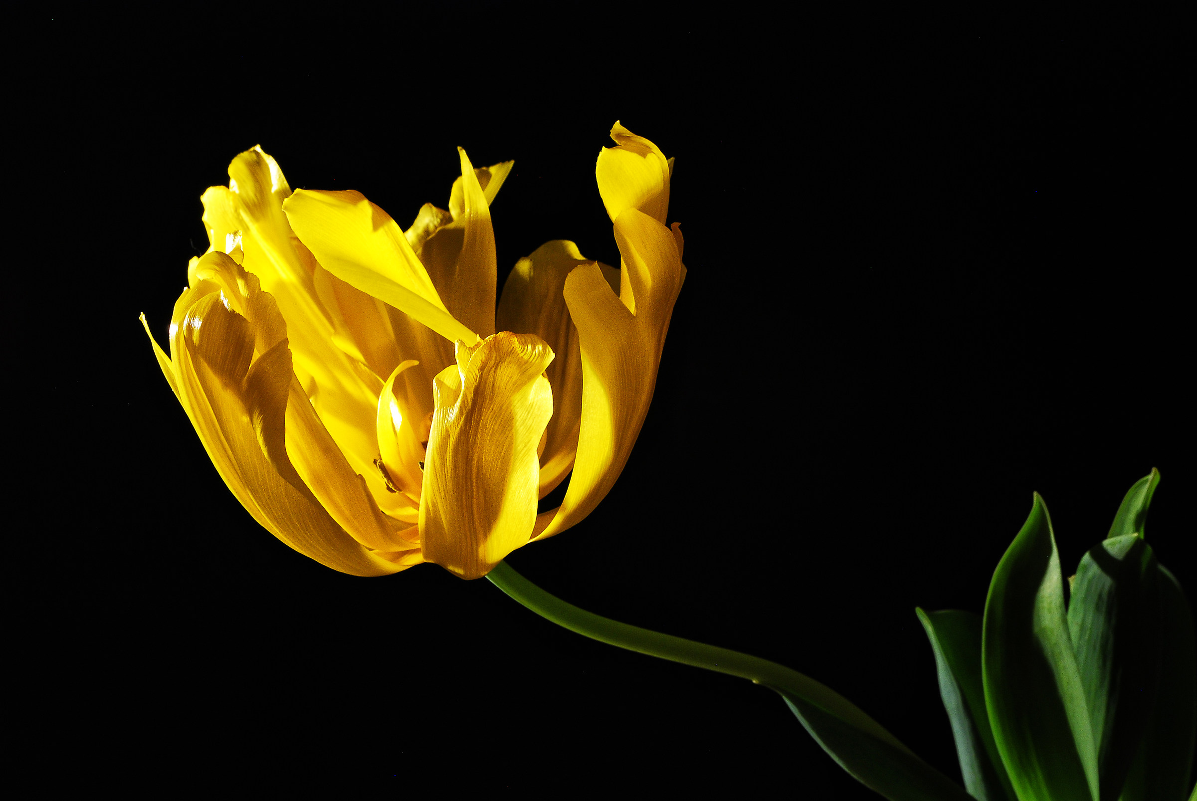 Yellow tulip