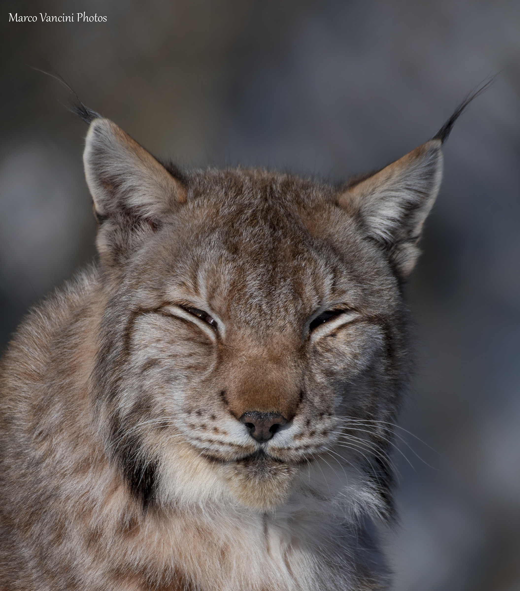 The lynx