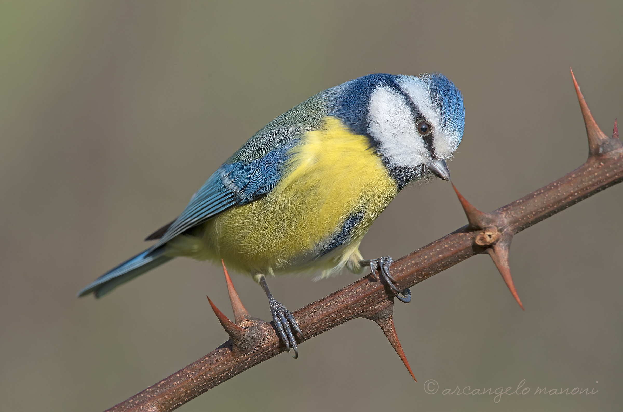 The thorns and the titmouse