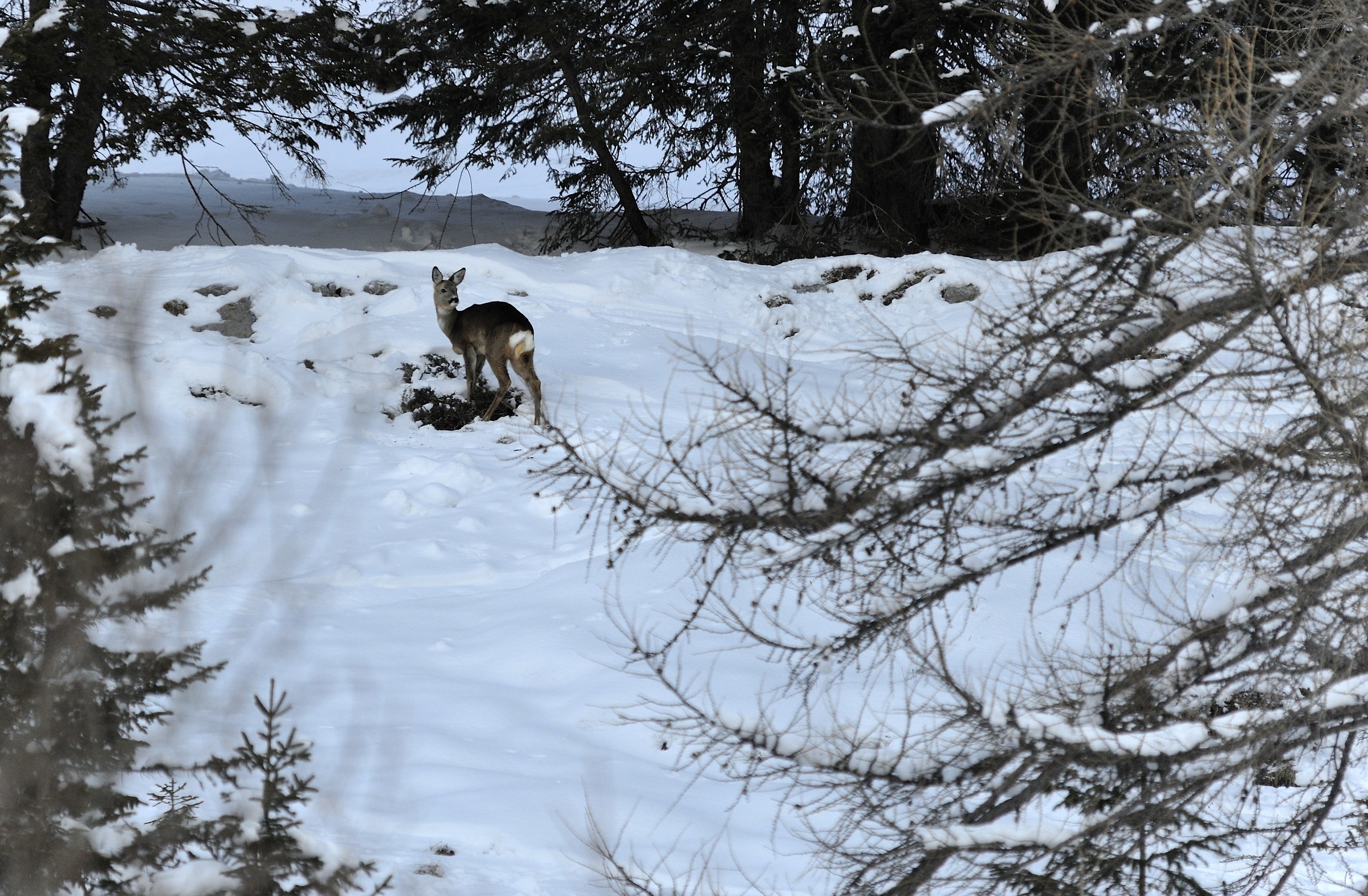 Roe deer in the snowy forest