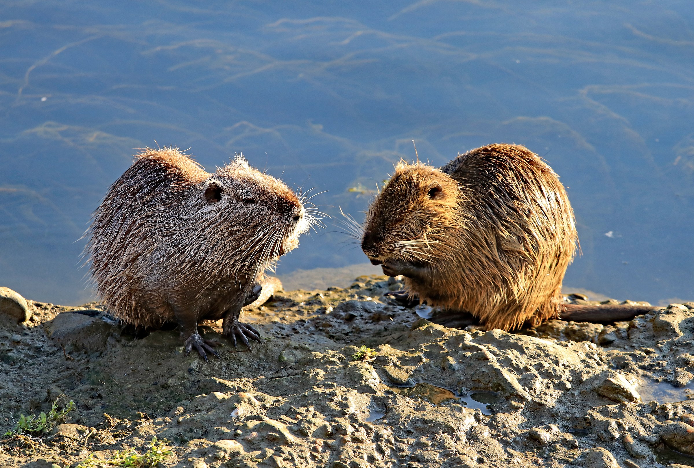Nutrie sul Po in Turin