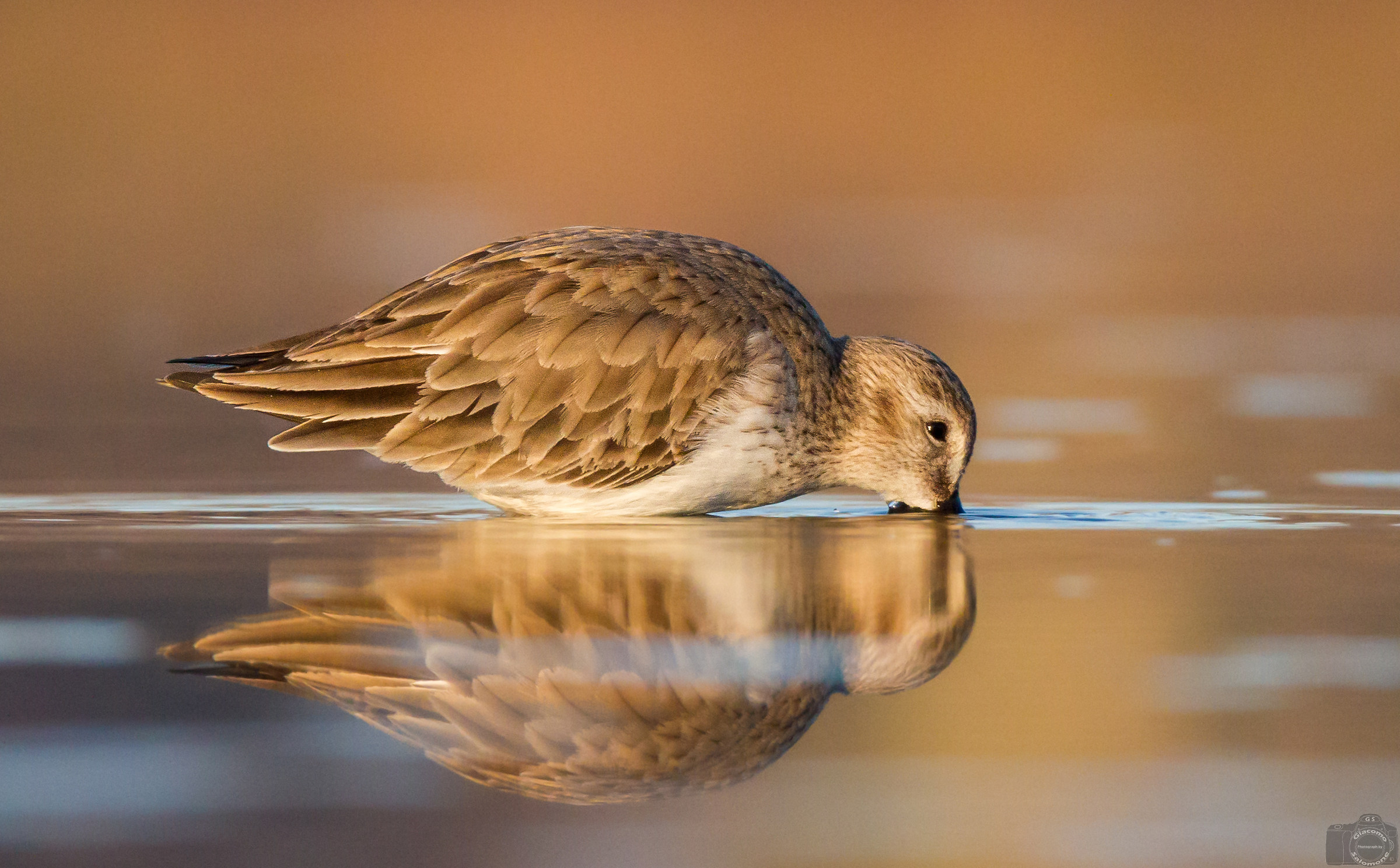 Panciander sandpiper at dawn.