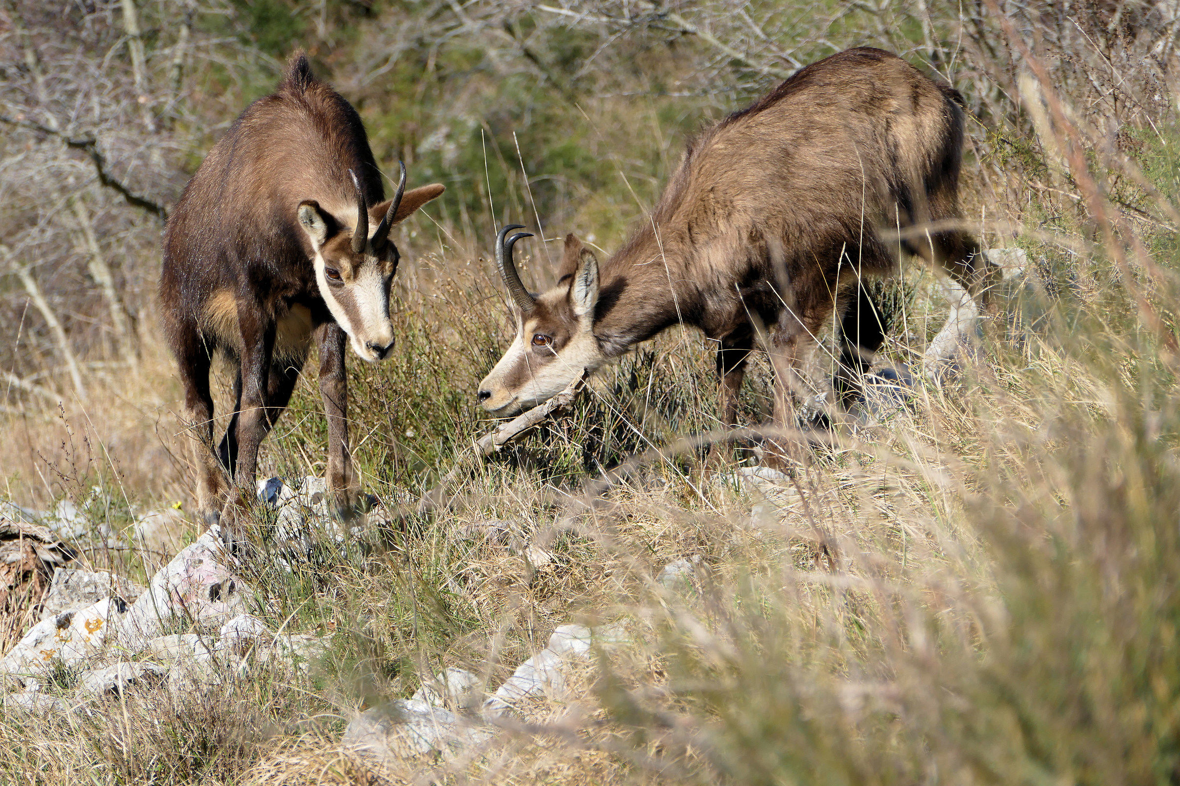 Chamois