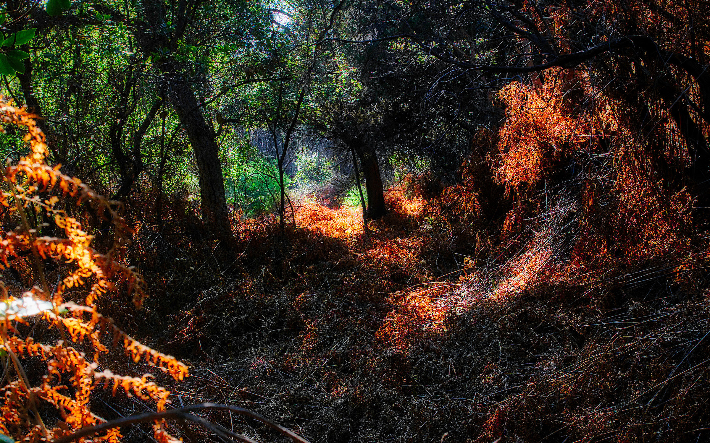 Come d'autunno le foglie d'estate