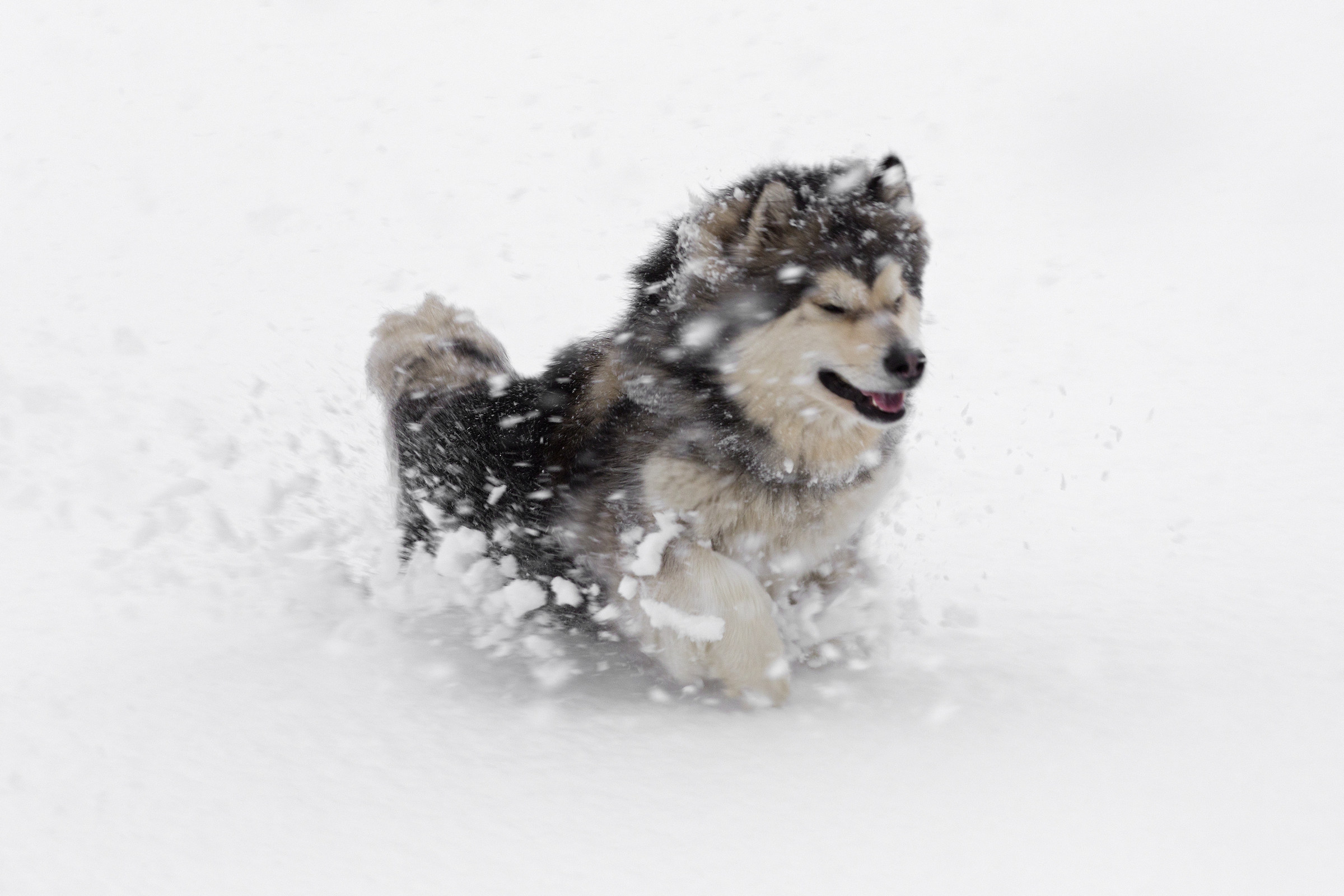 Malamute in the snowstorm