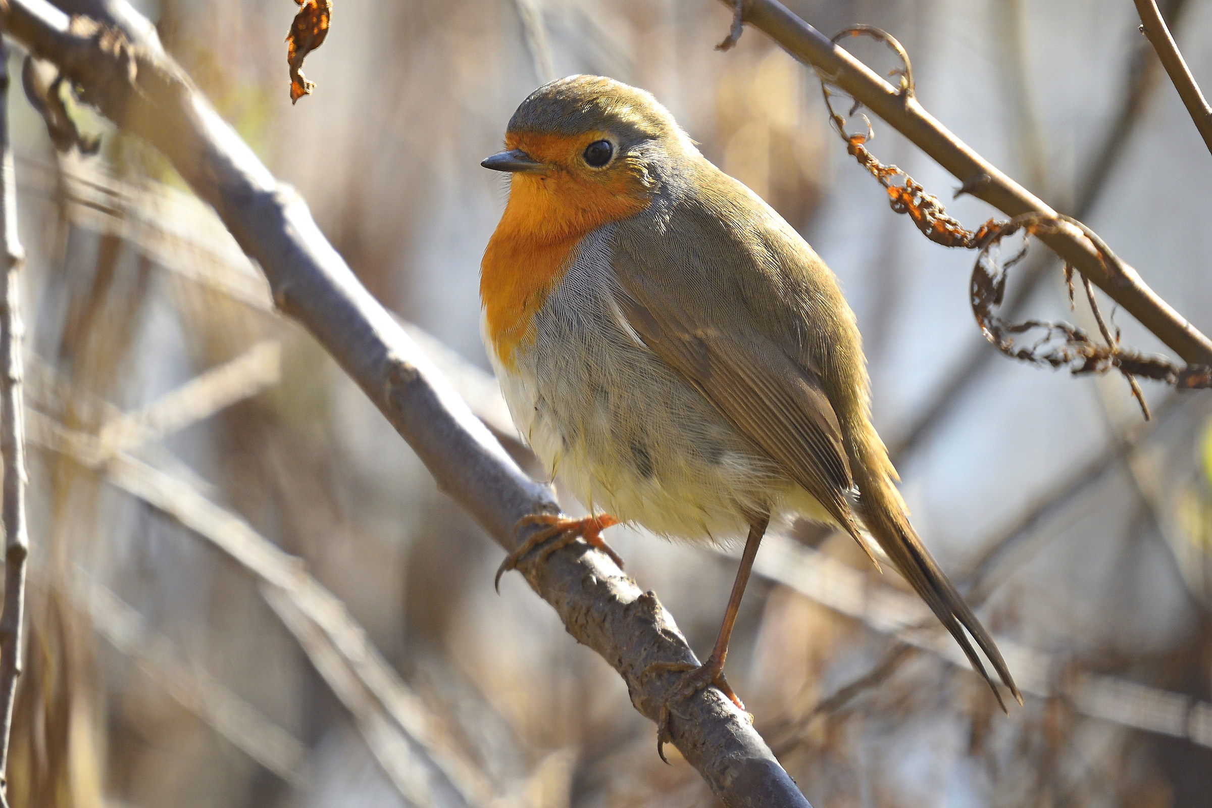 pettirosso impettito