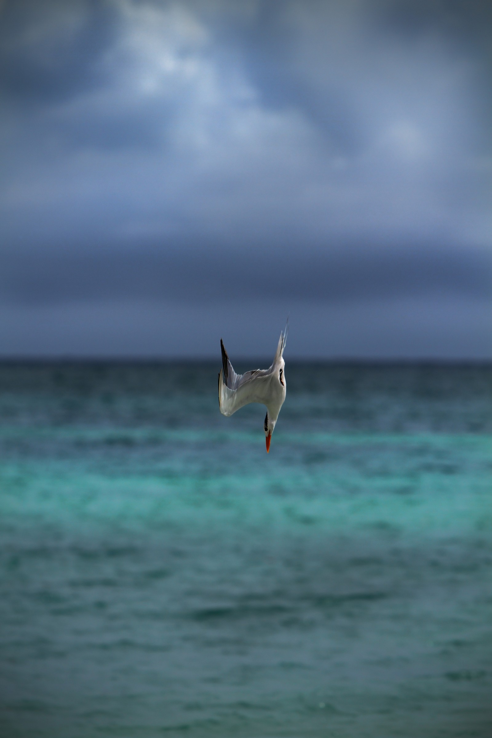 Sterna Reale (Thalasseus Maximus)