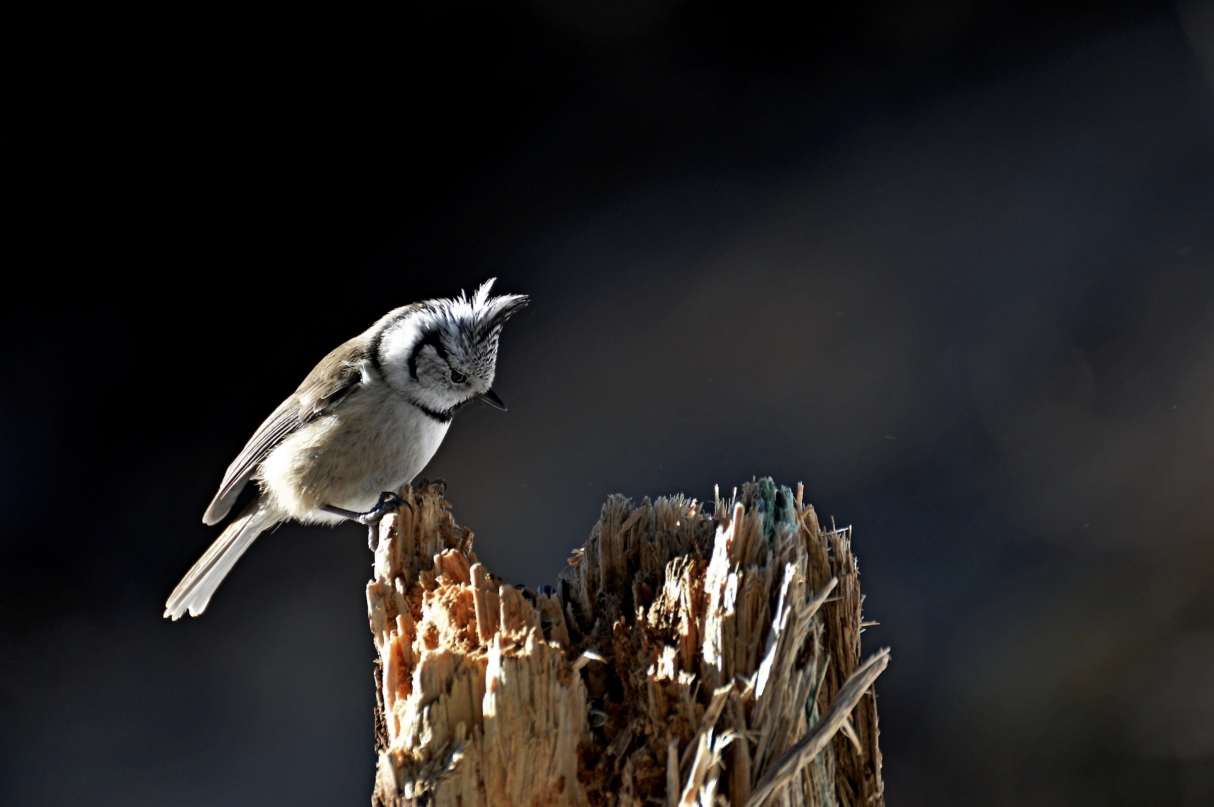 cincia dal ciuffo 2018