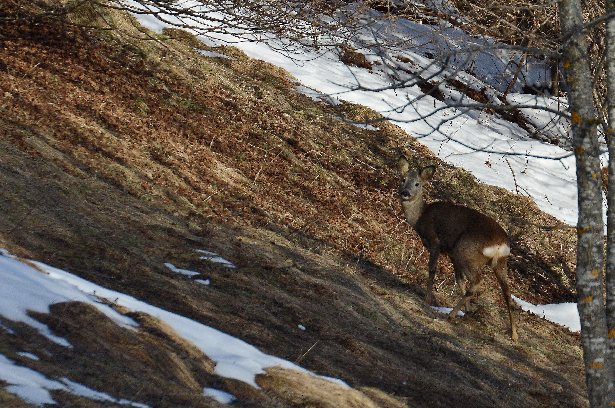 femmina di capriolo in Crone