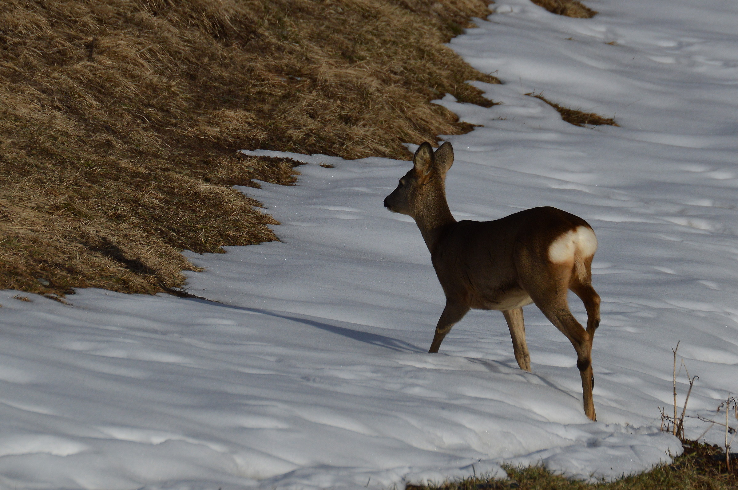 f.capriolo su neve