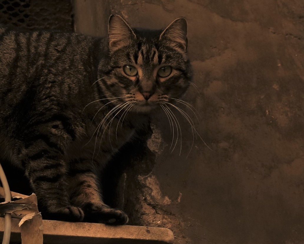 Rome Cat camouflaged