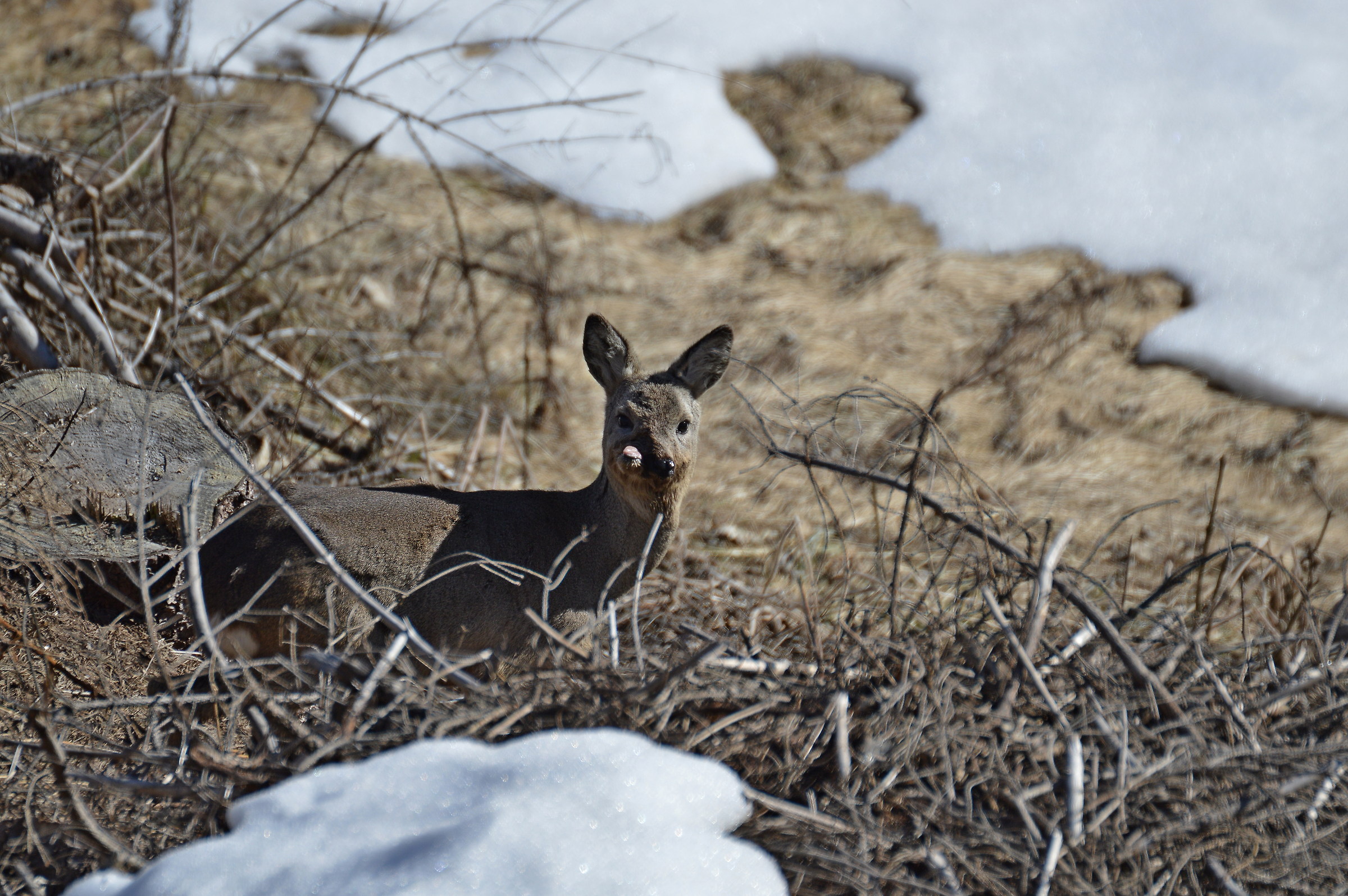 anomalia o incidente? 3