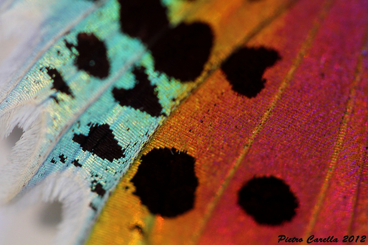 Butterfly wing