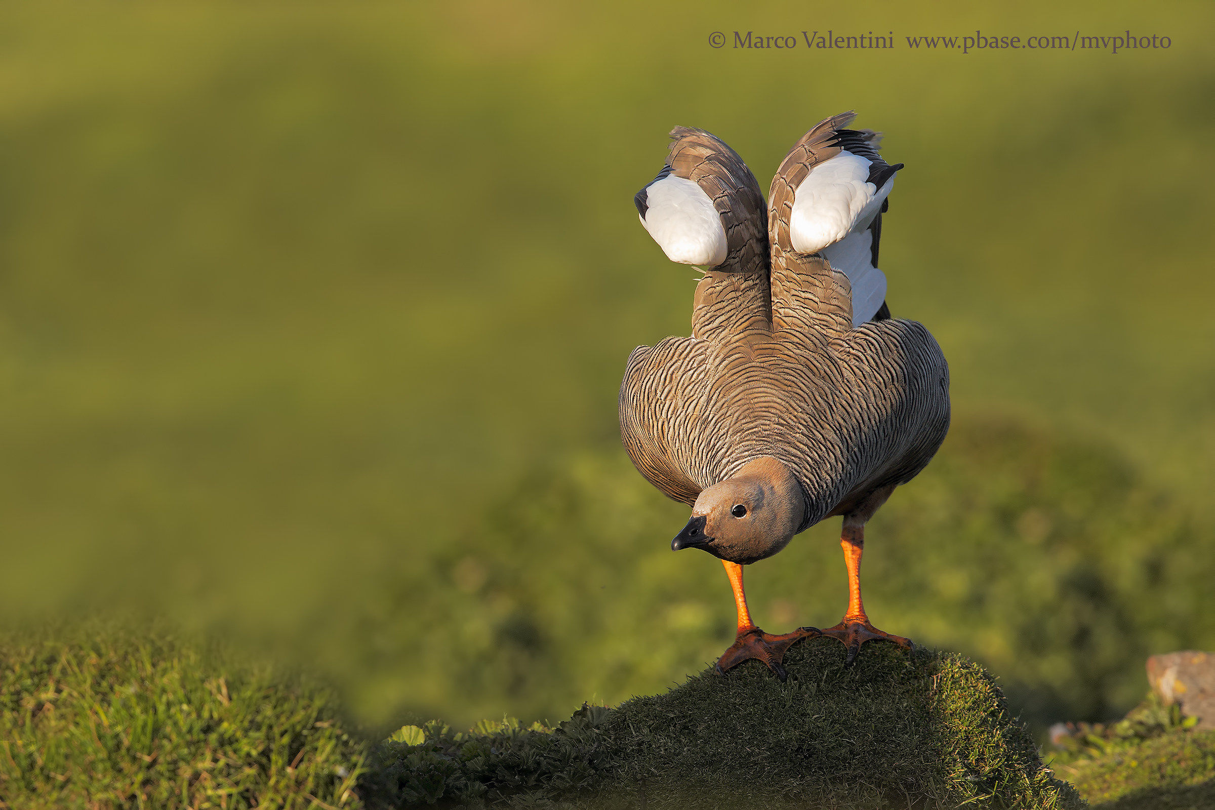 Testarossicia goose in strange pose
