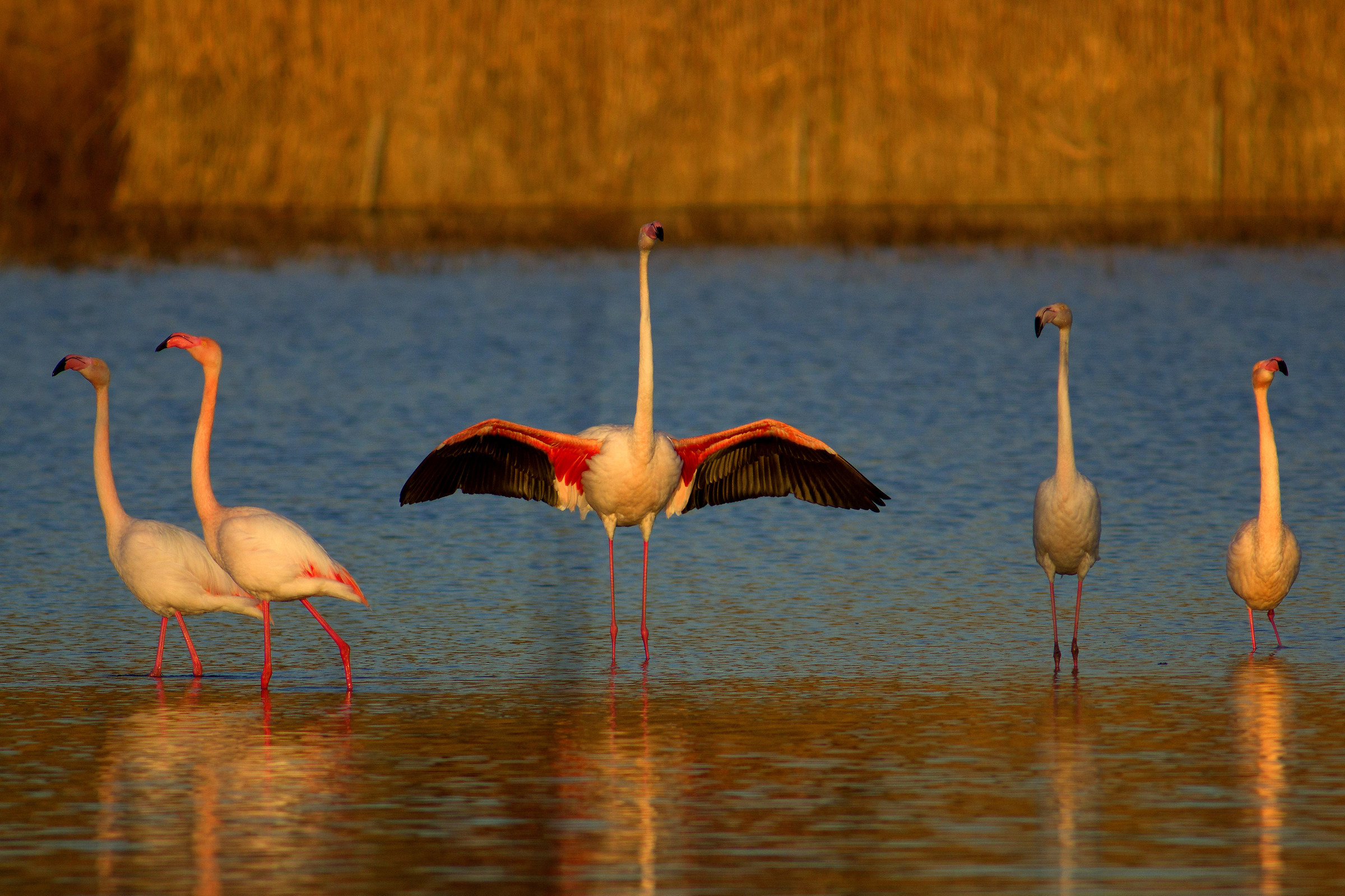 Flamingos, sunset .. last rays of sun
