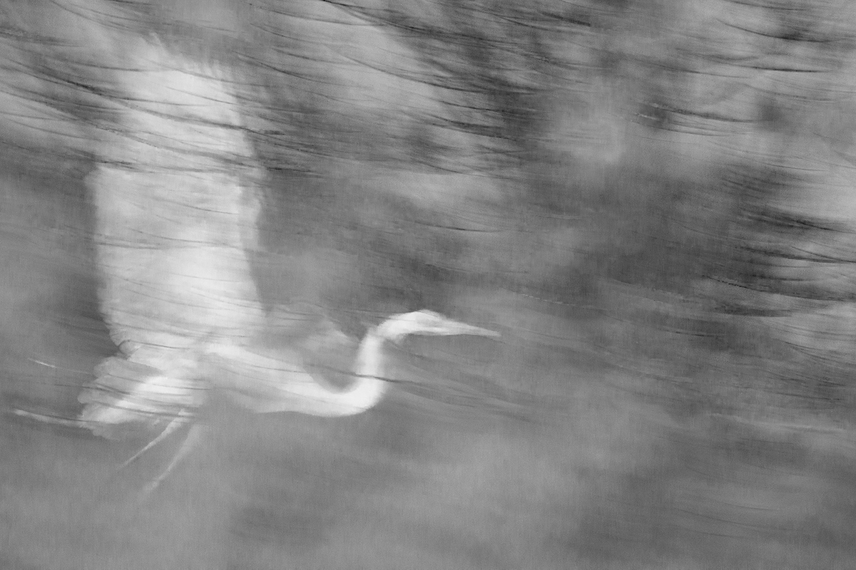 Airone bianco maggiore