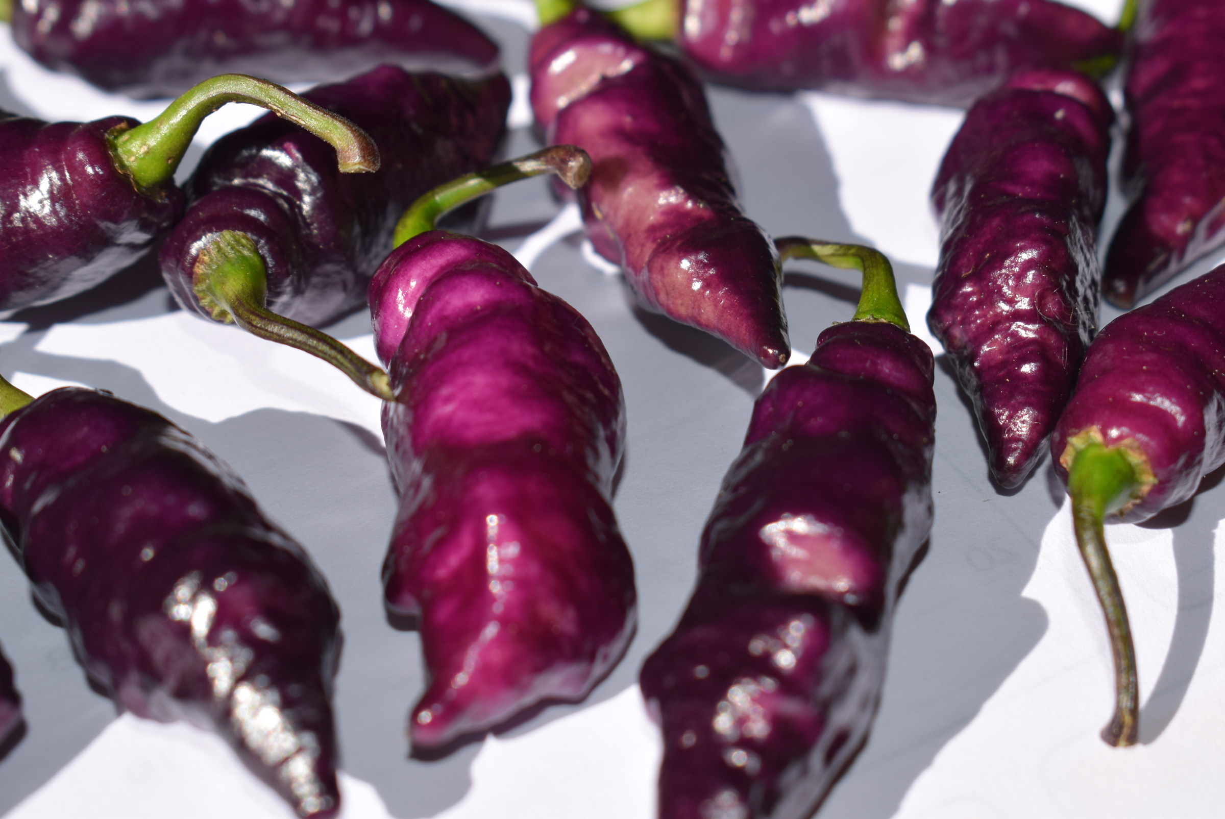 Pepperfriendz - Pink tiger