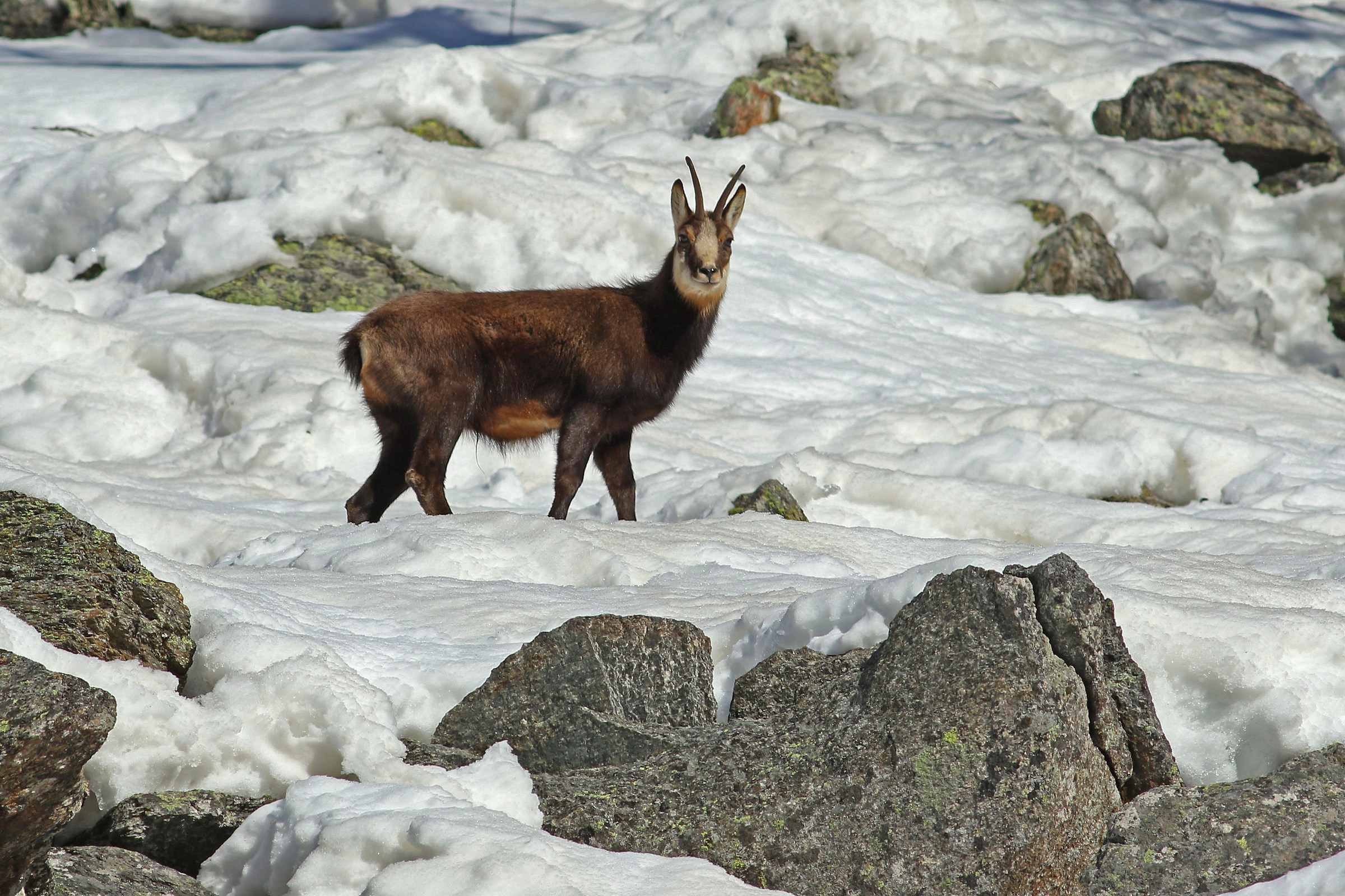 chamois