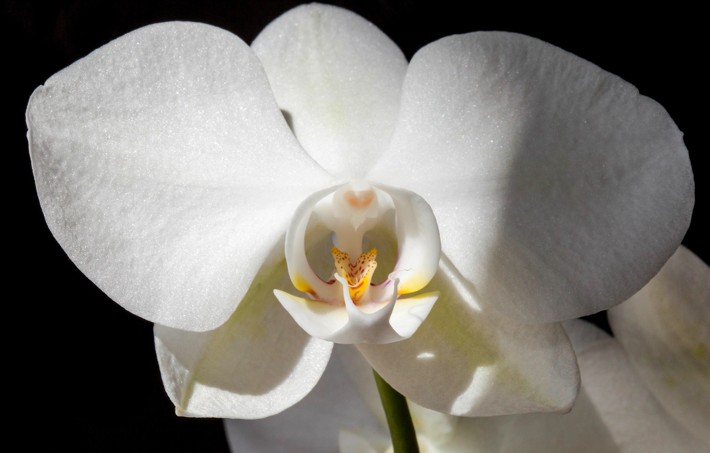 Orchid