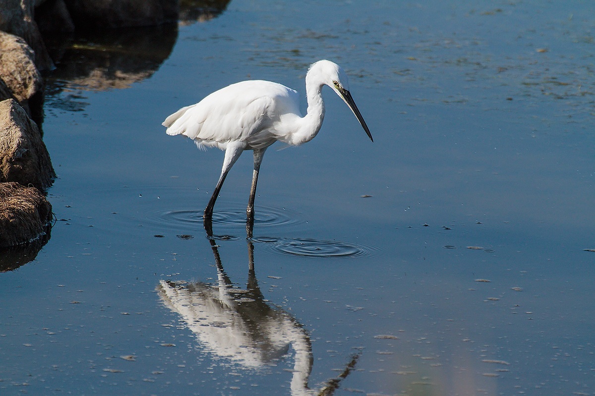 Egret
