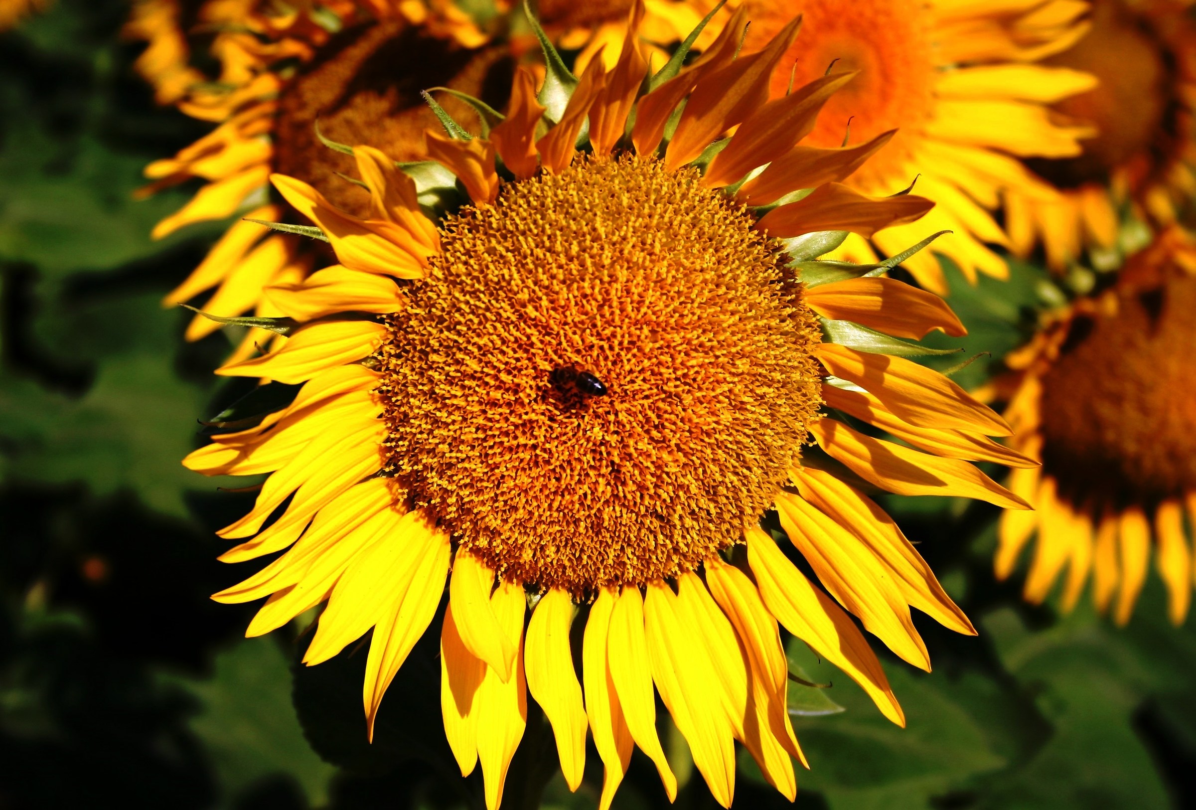 insect on sunflower