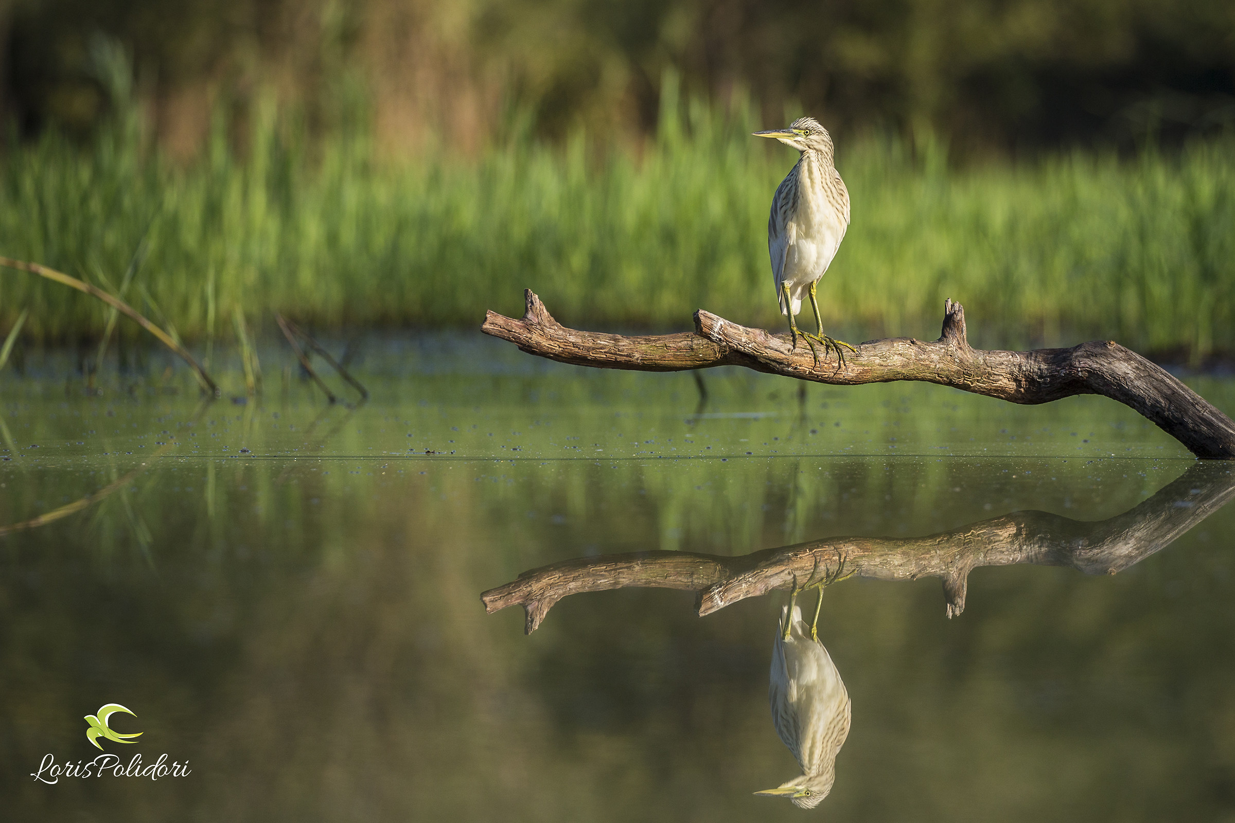 Sgarza reflected tuft
