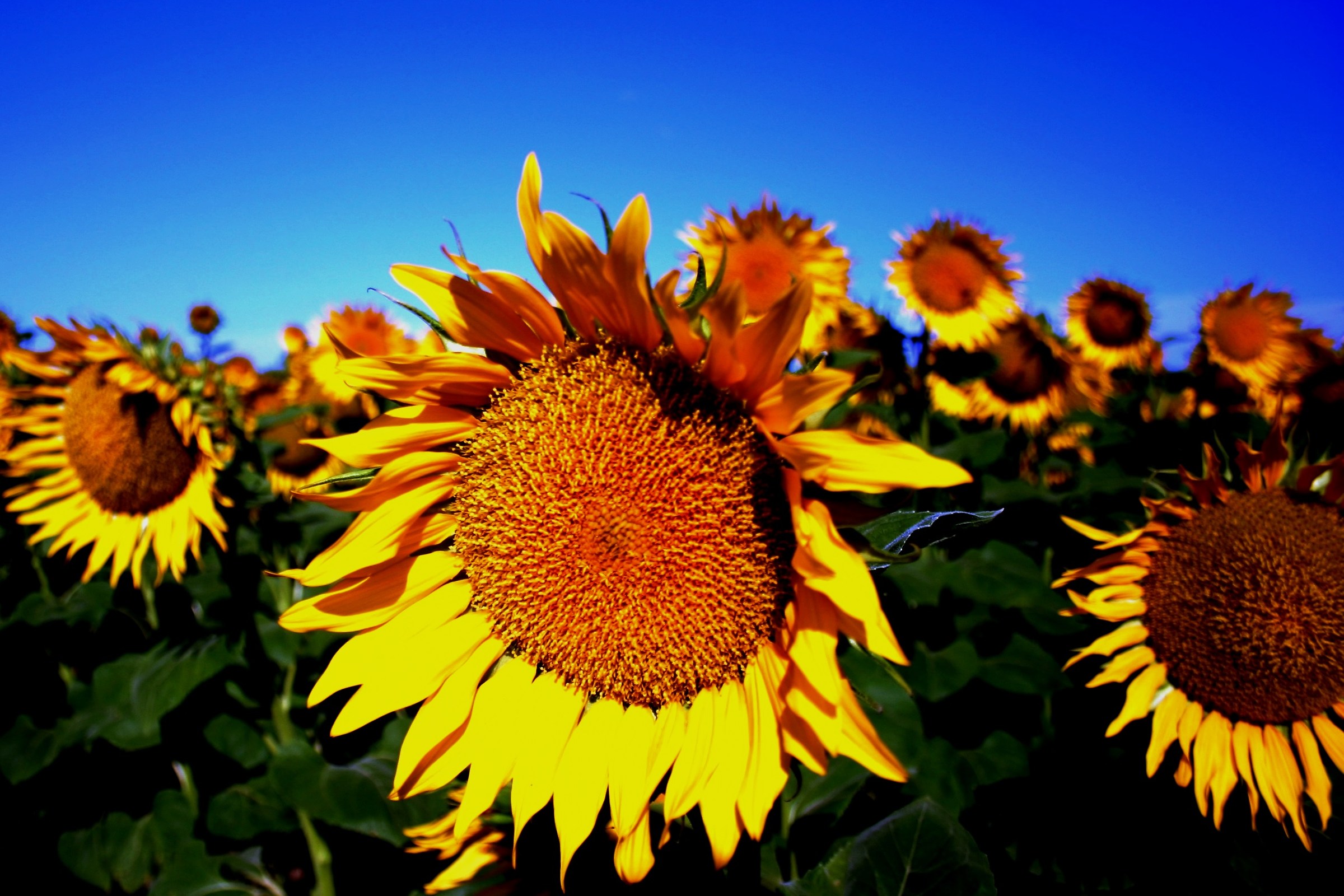 Blue skies and sunflowers in Provence