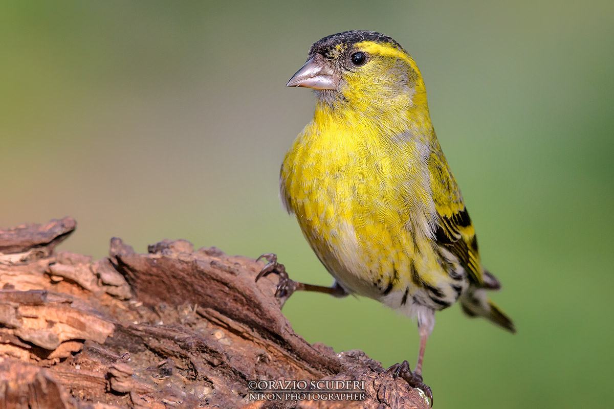 Carduelis spinus