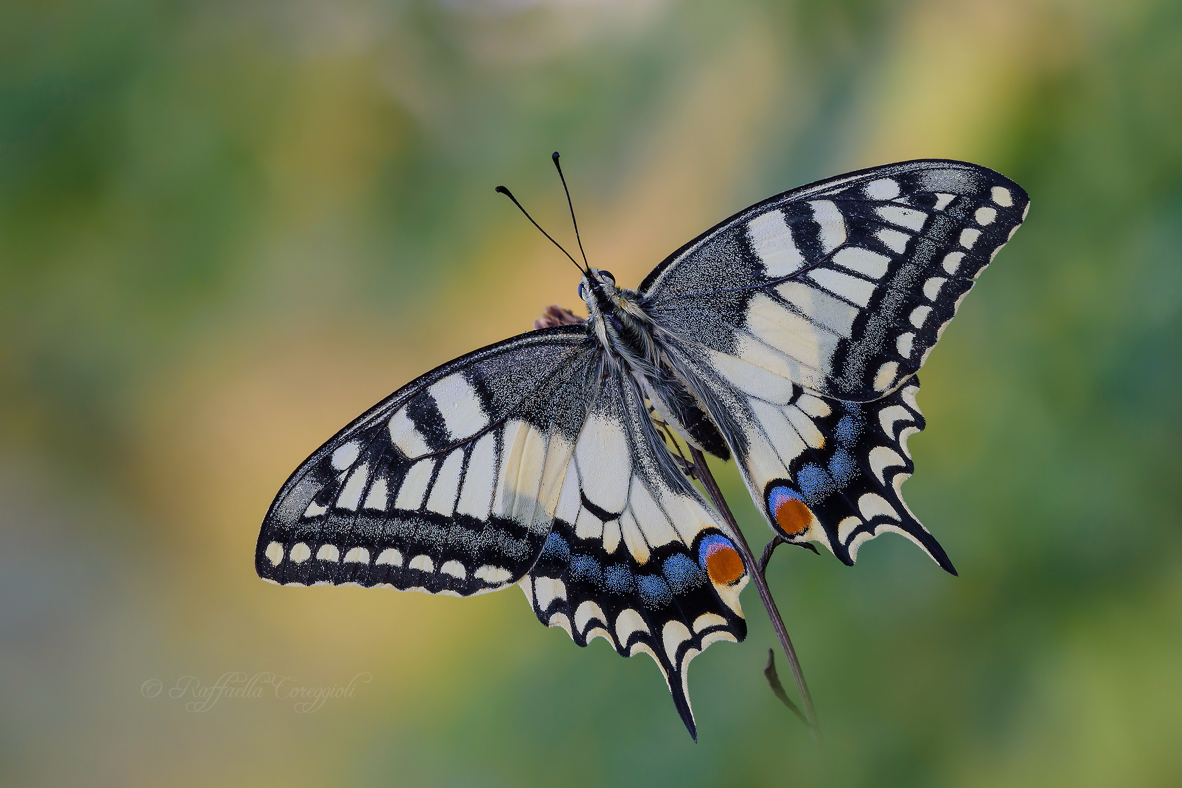 Il Papilio del Campo Magico
