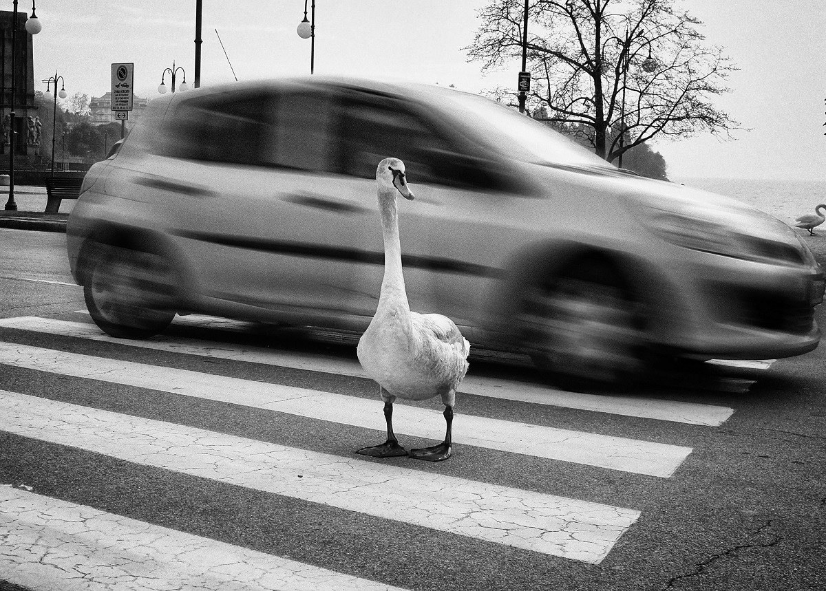 duck on street