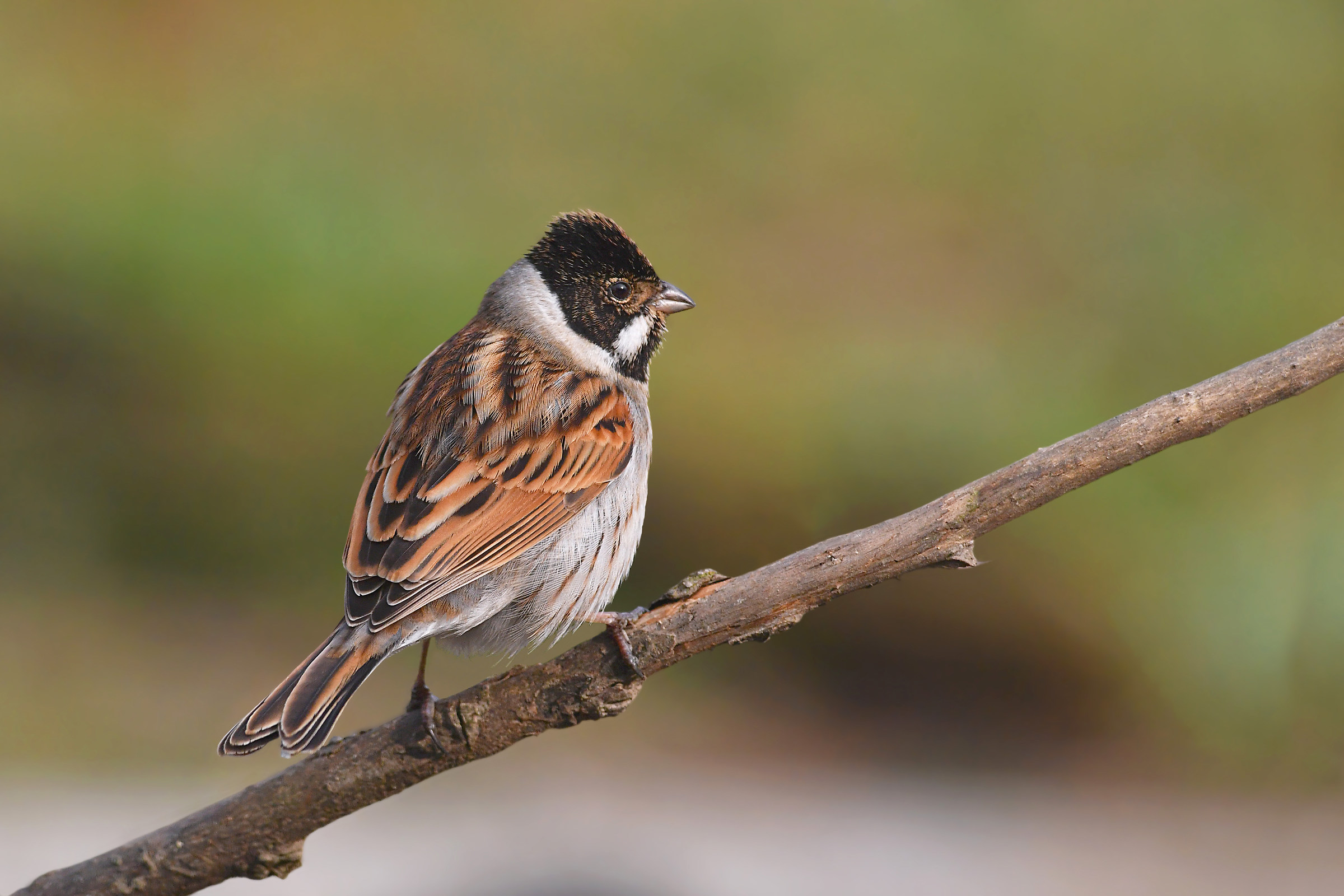 Storie di piume  9  ( Migliarino di palude )
