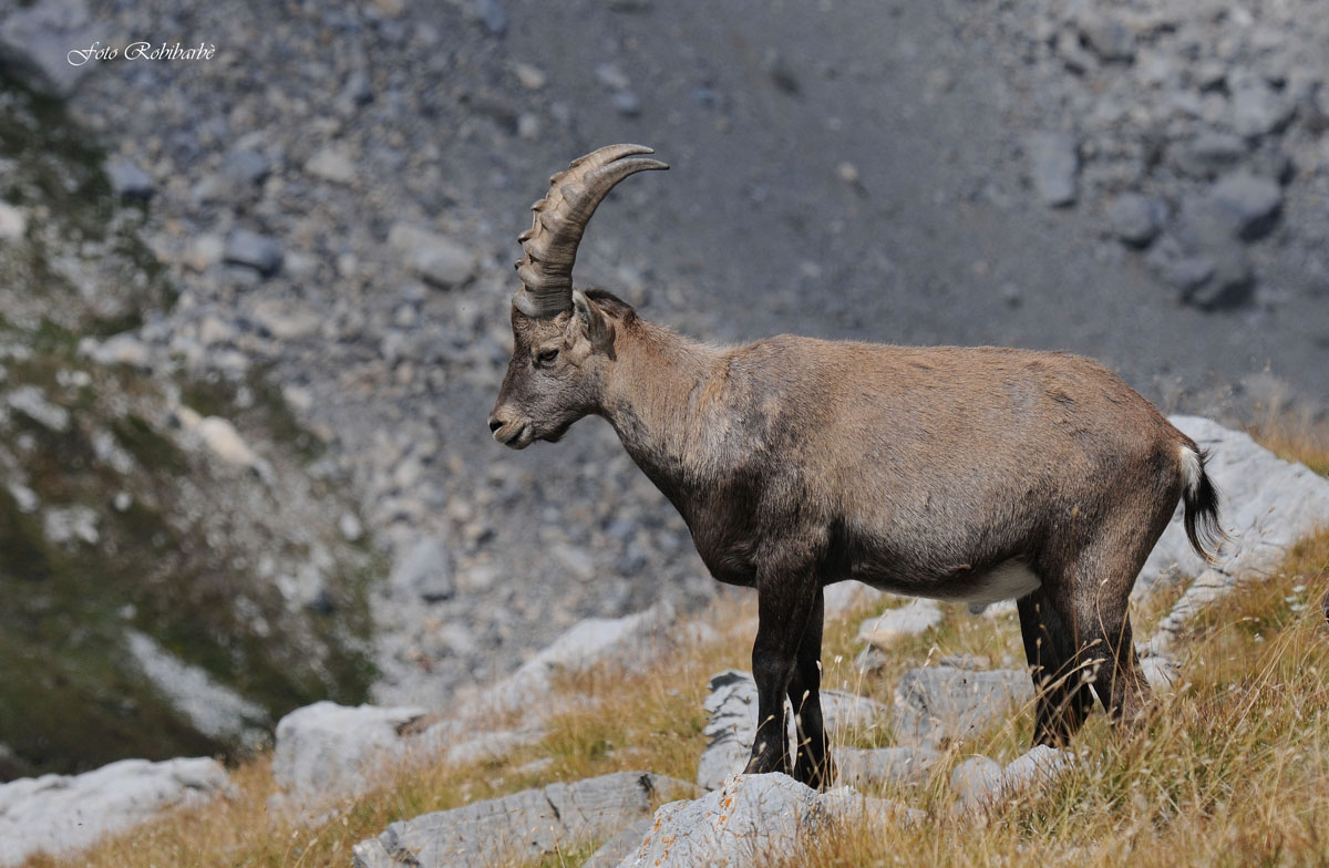 Ibex...