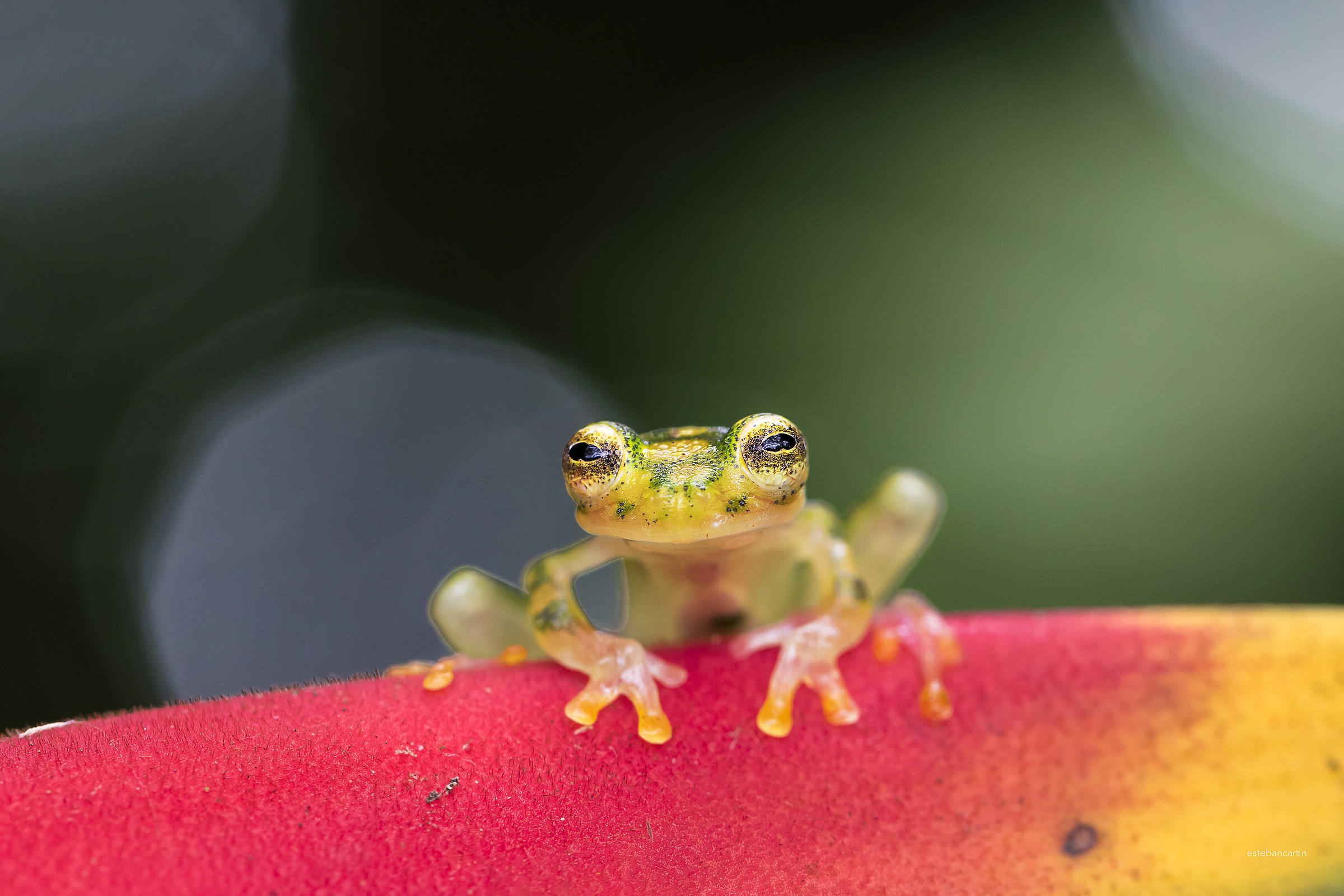 glass frog (Hyalinobatrachium valerioi)