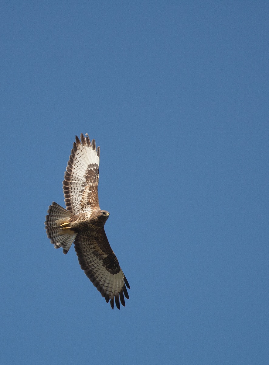 Buzzard