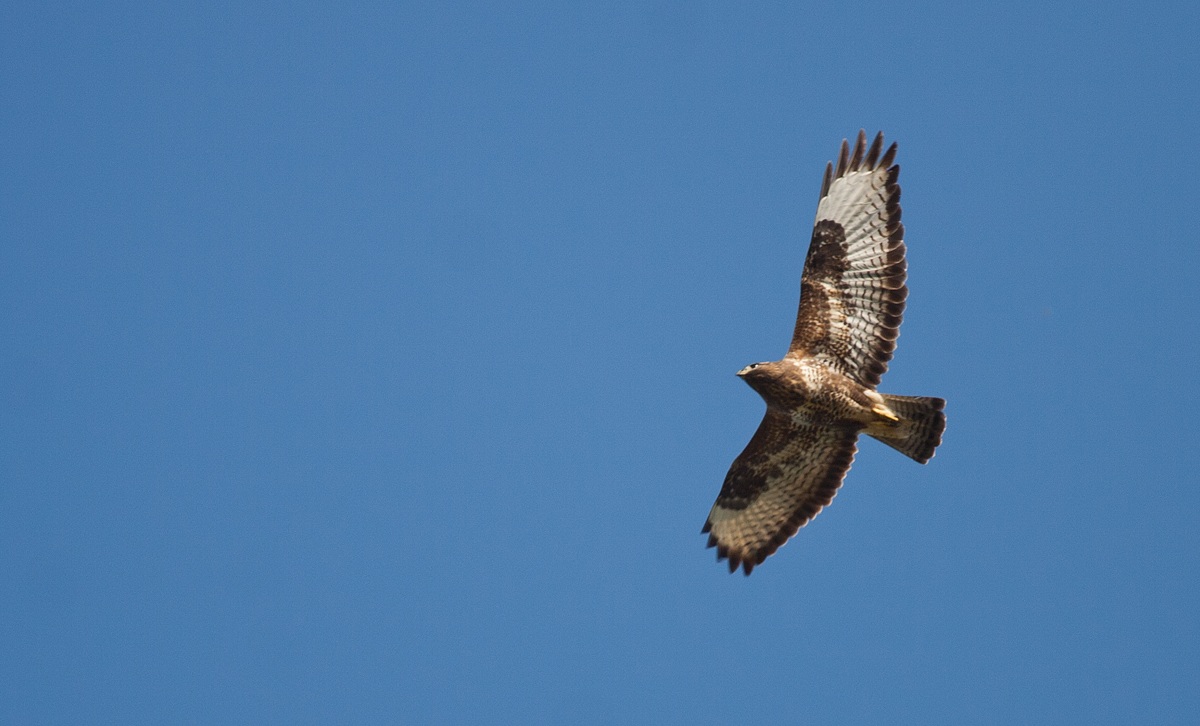 Buzzard