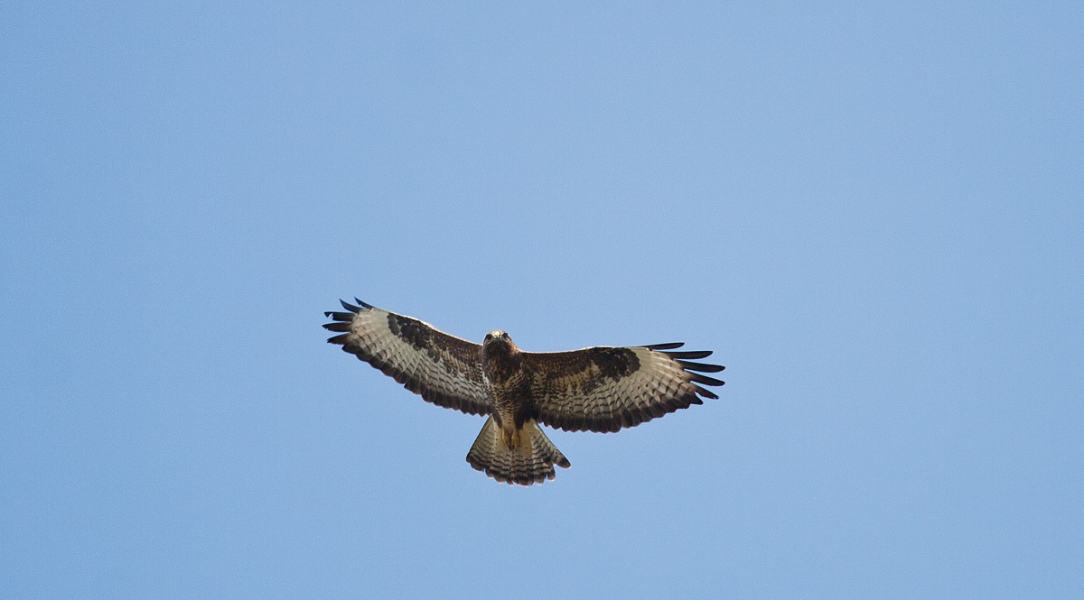Buzzard