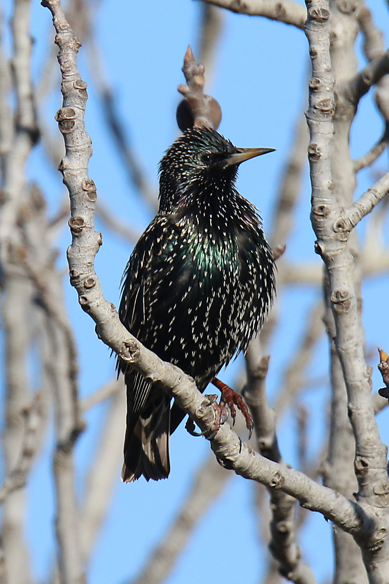 Storno (Sturnus vulgaris)