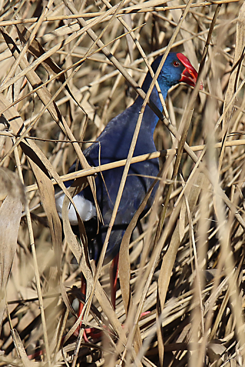 Pollo Sultano (Porphirio porphirio)