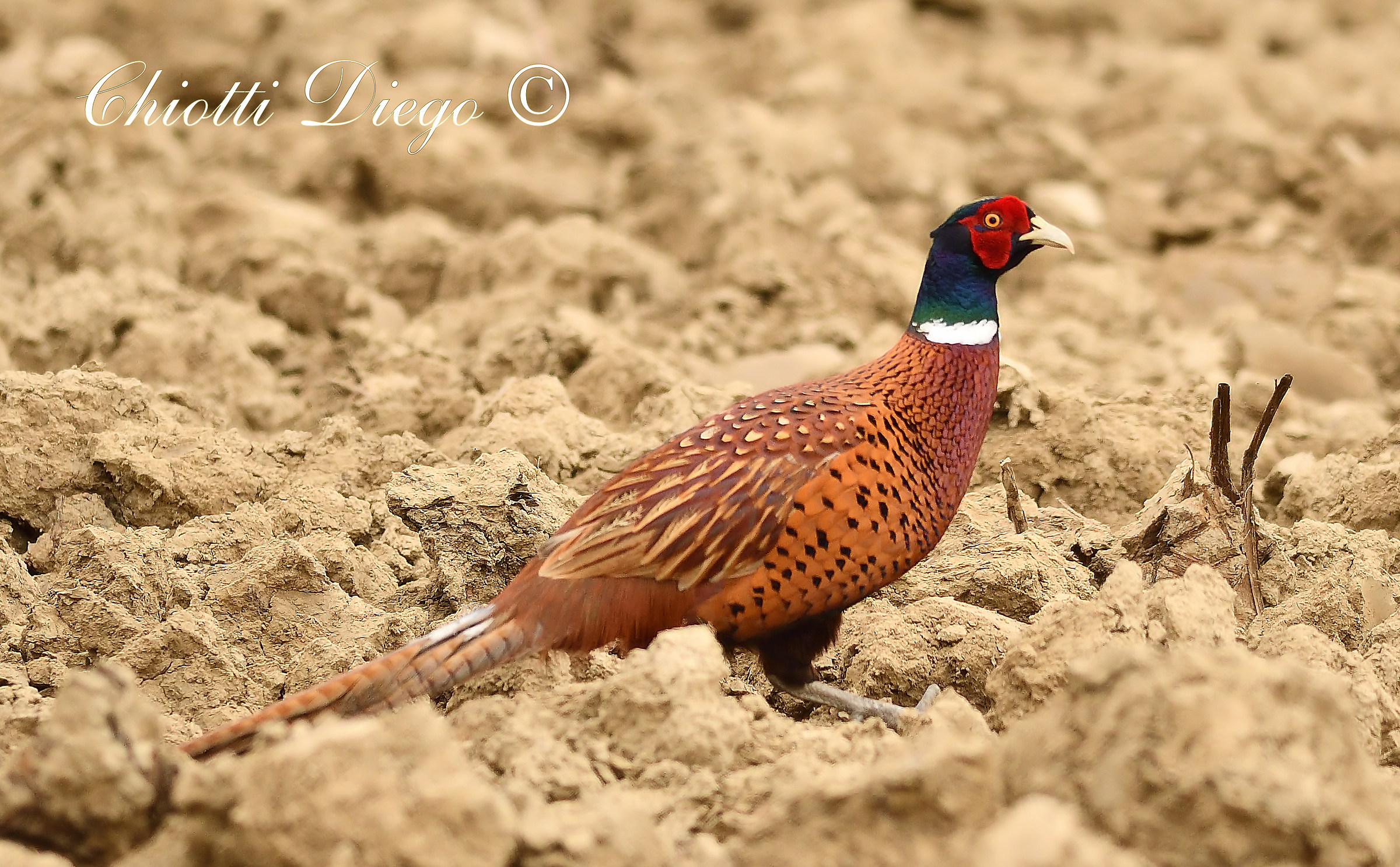 Pheasant