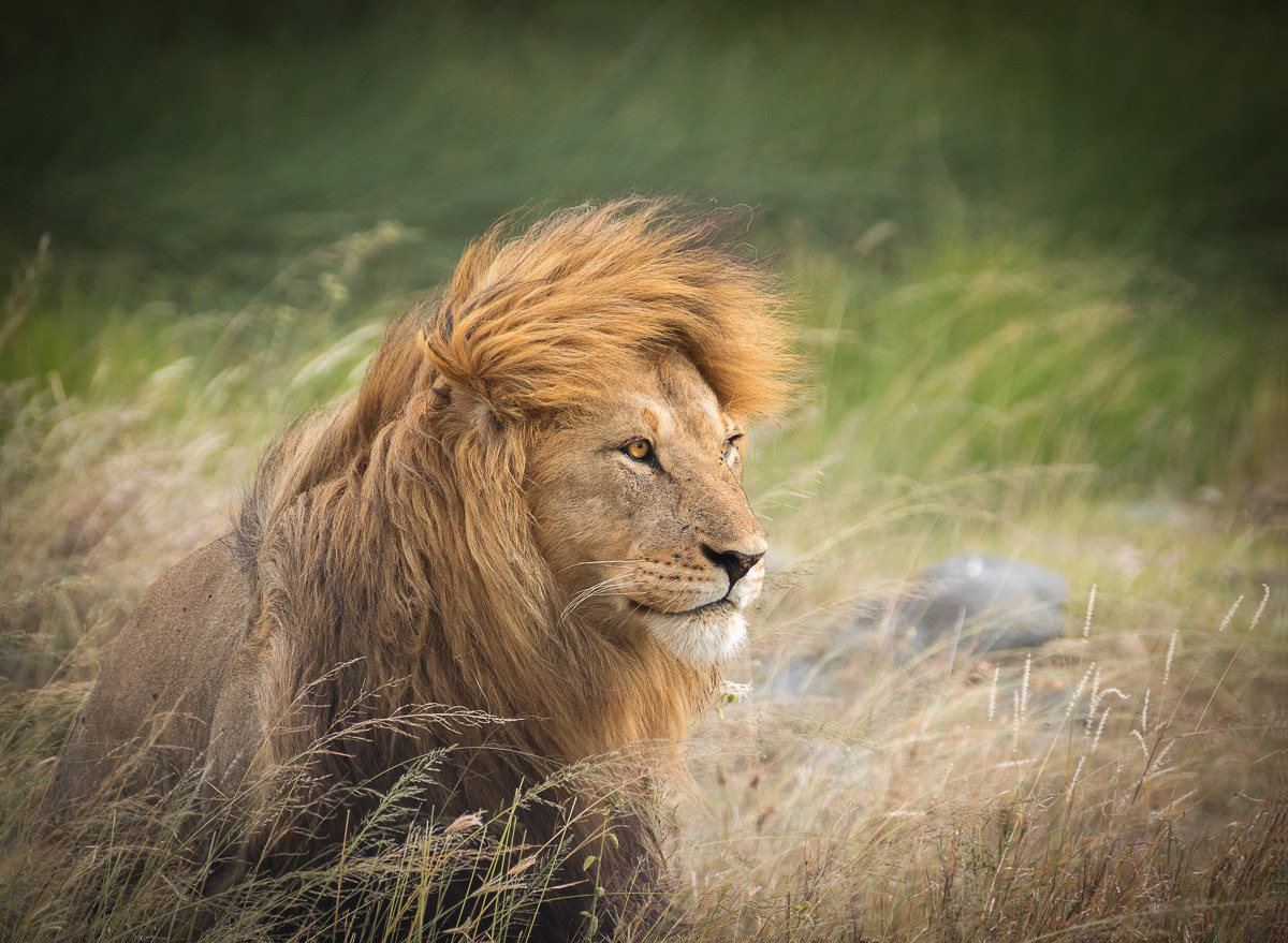 Lion of the Serengeti