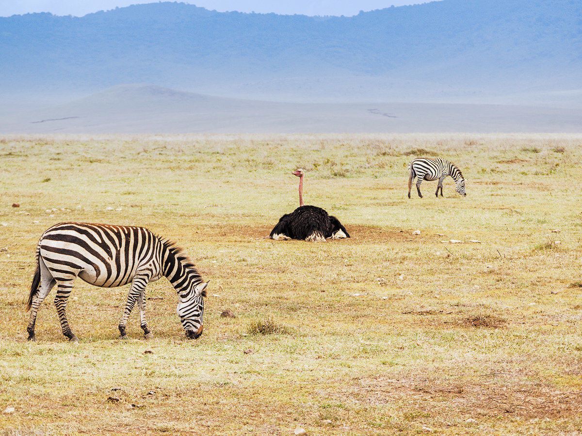 Zebras and ostriches in Ngorongoro