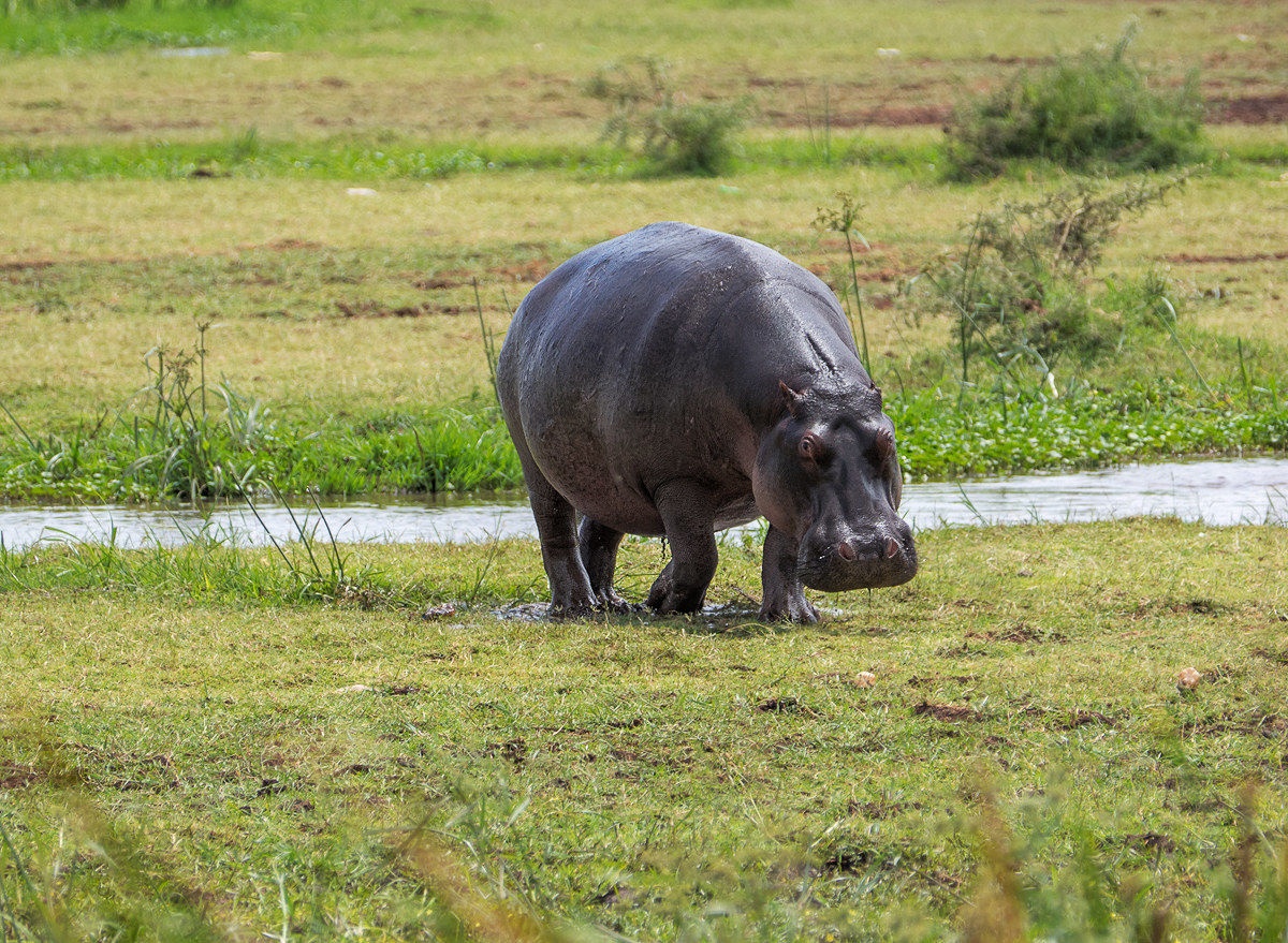 Hippopotamus at Lake Manyara np
