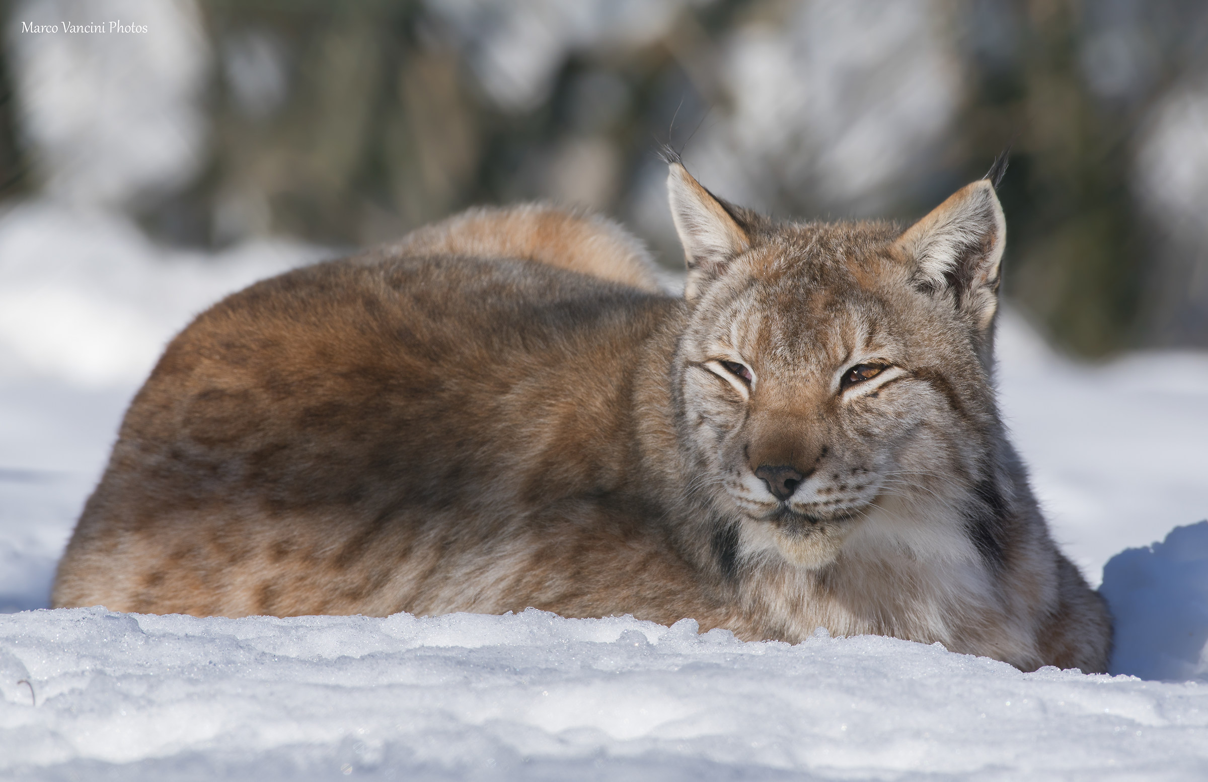 The lynx