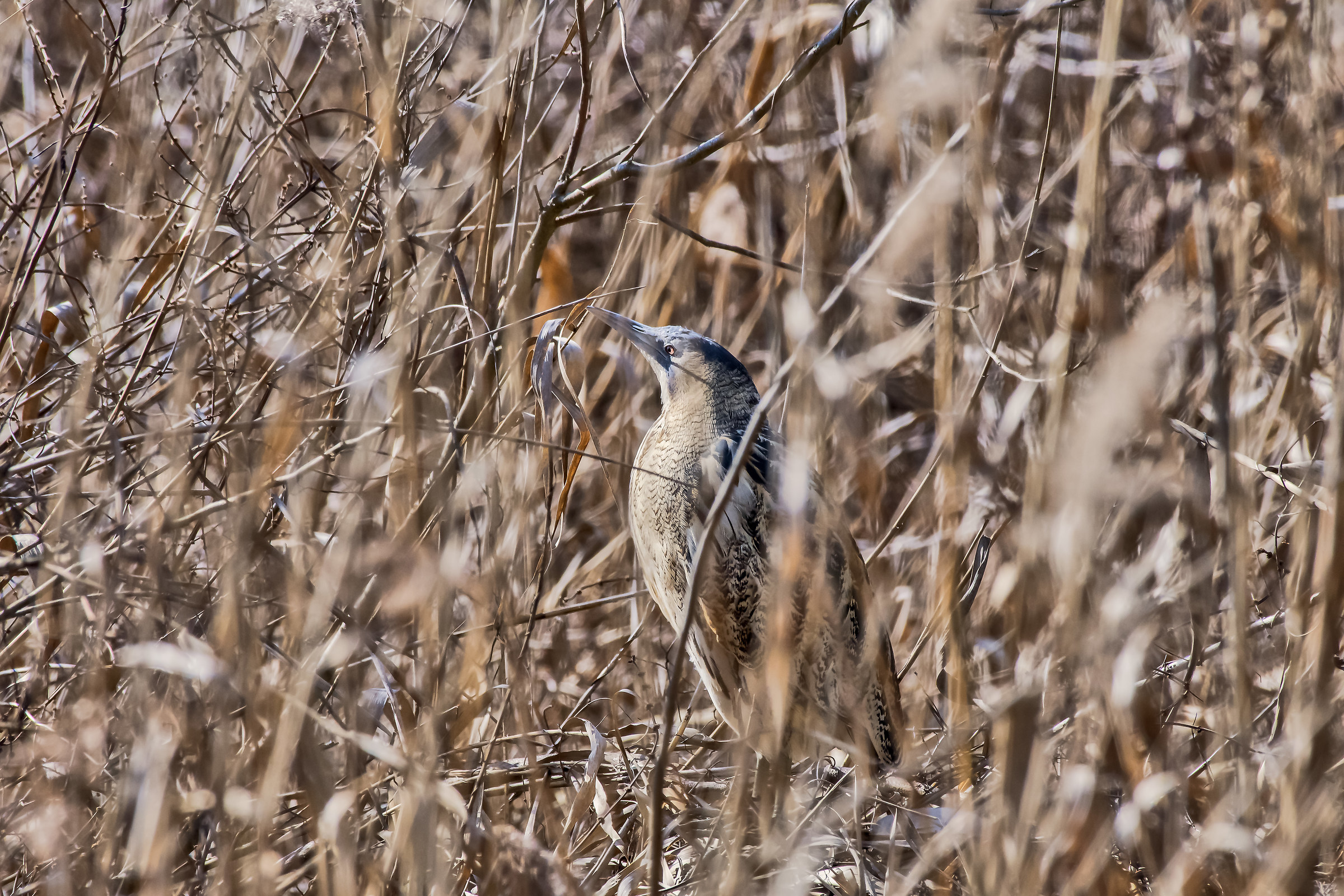 Bittern camouflaged