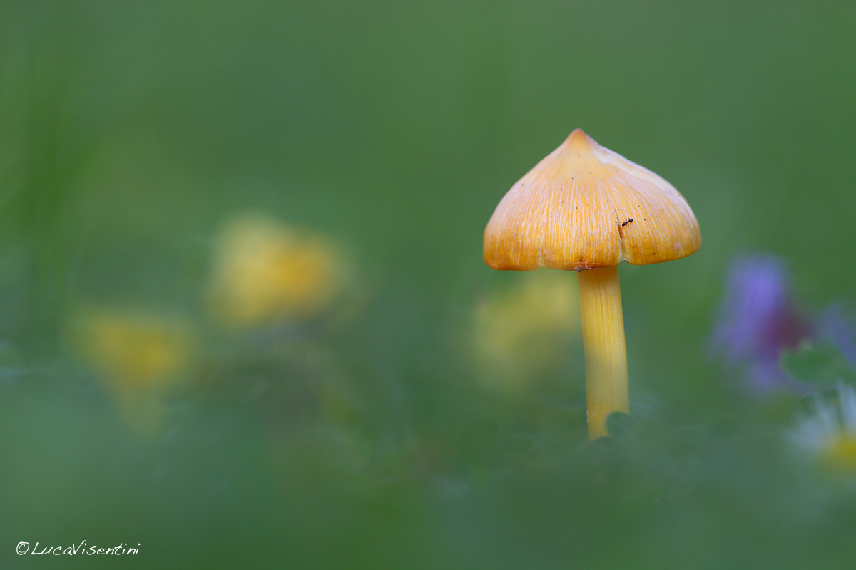 Hygrocybe