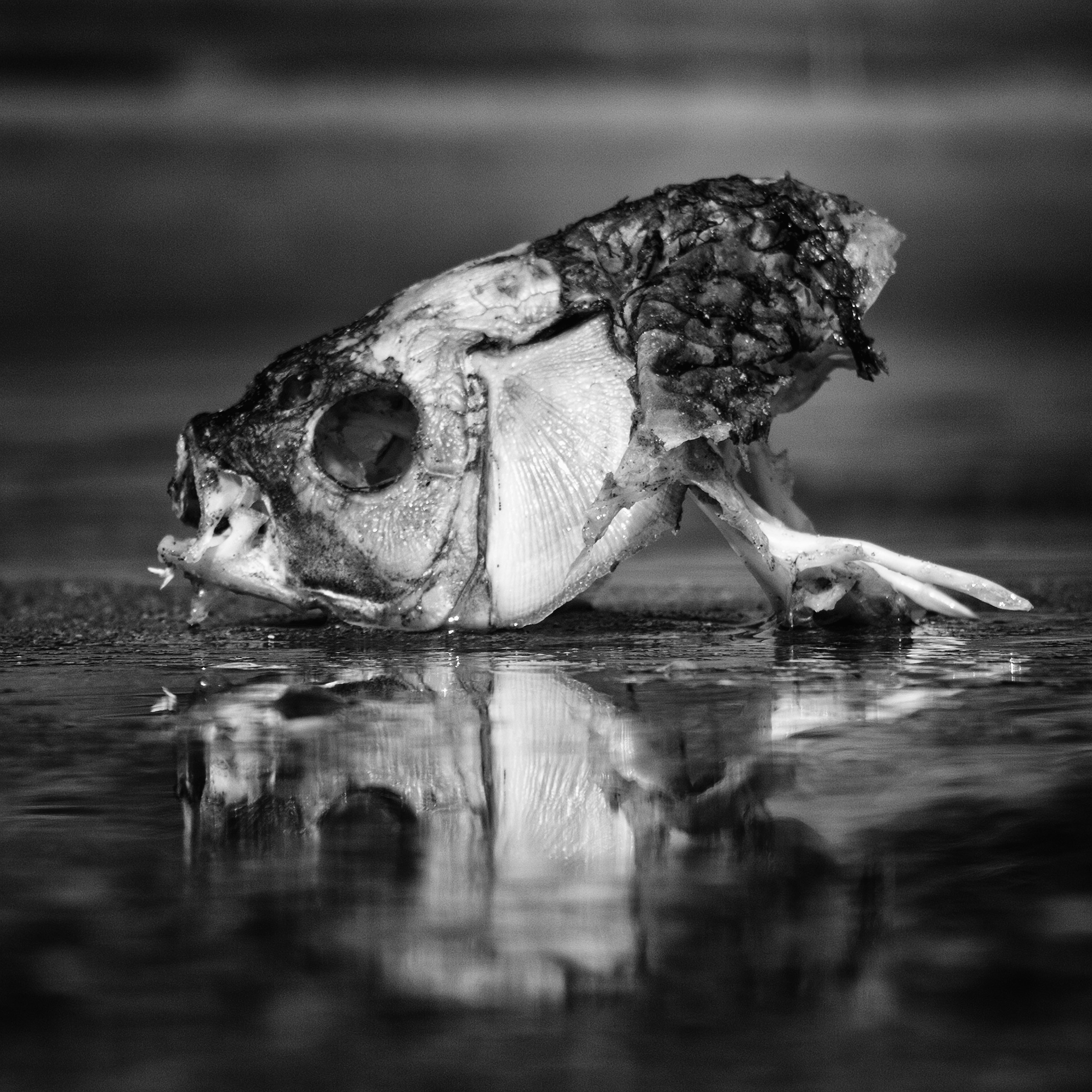 La morte ti fa bella