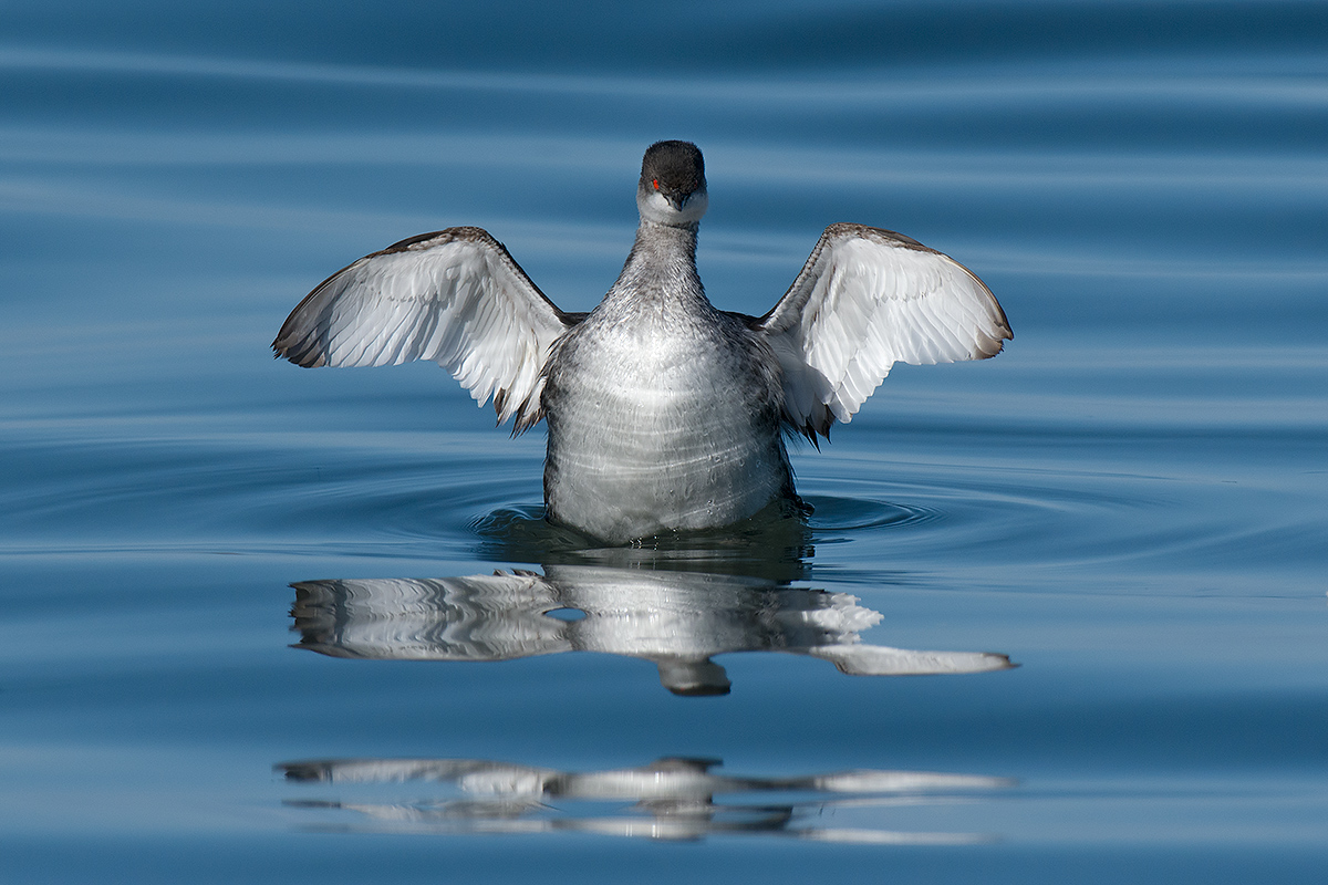 Small grebe
