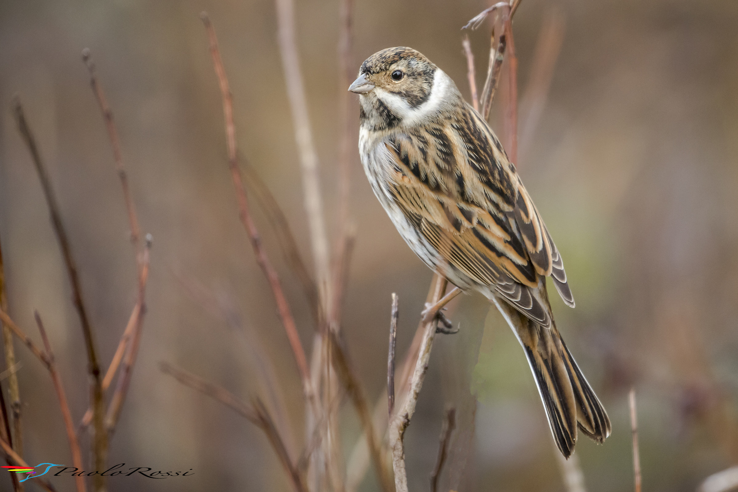 Migliarino di palude
